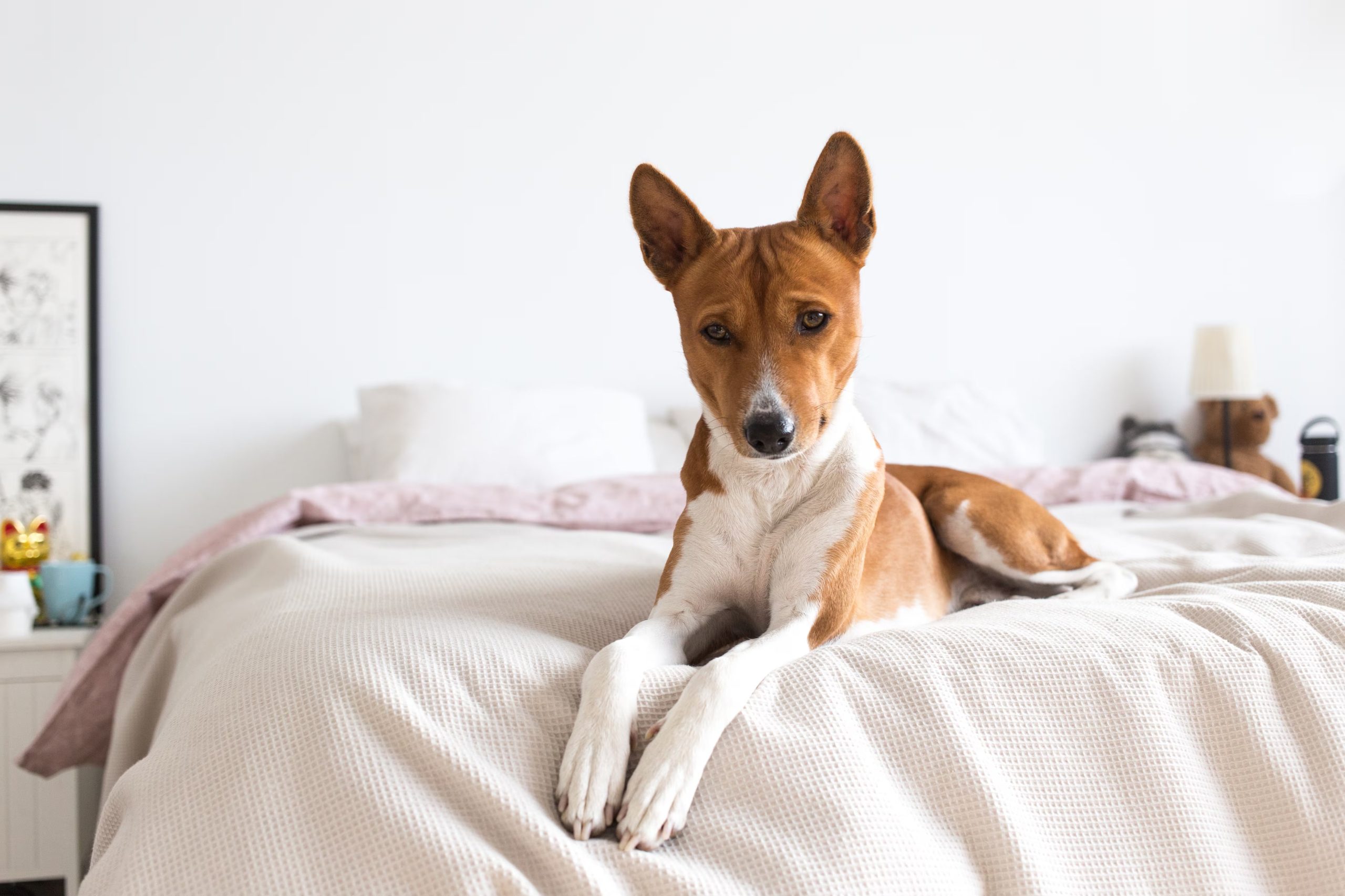 Un perro en alerta. (Freepik)