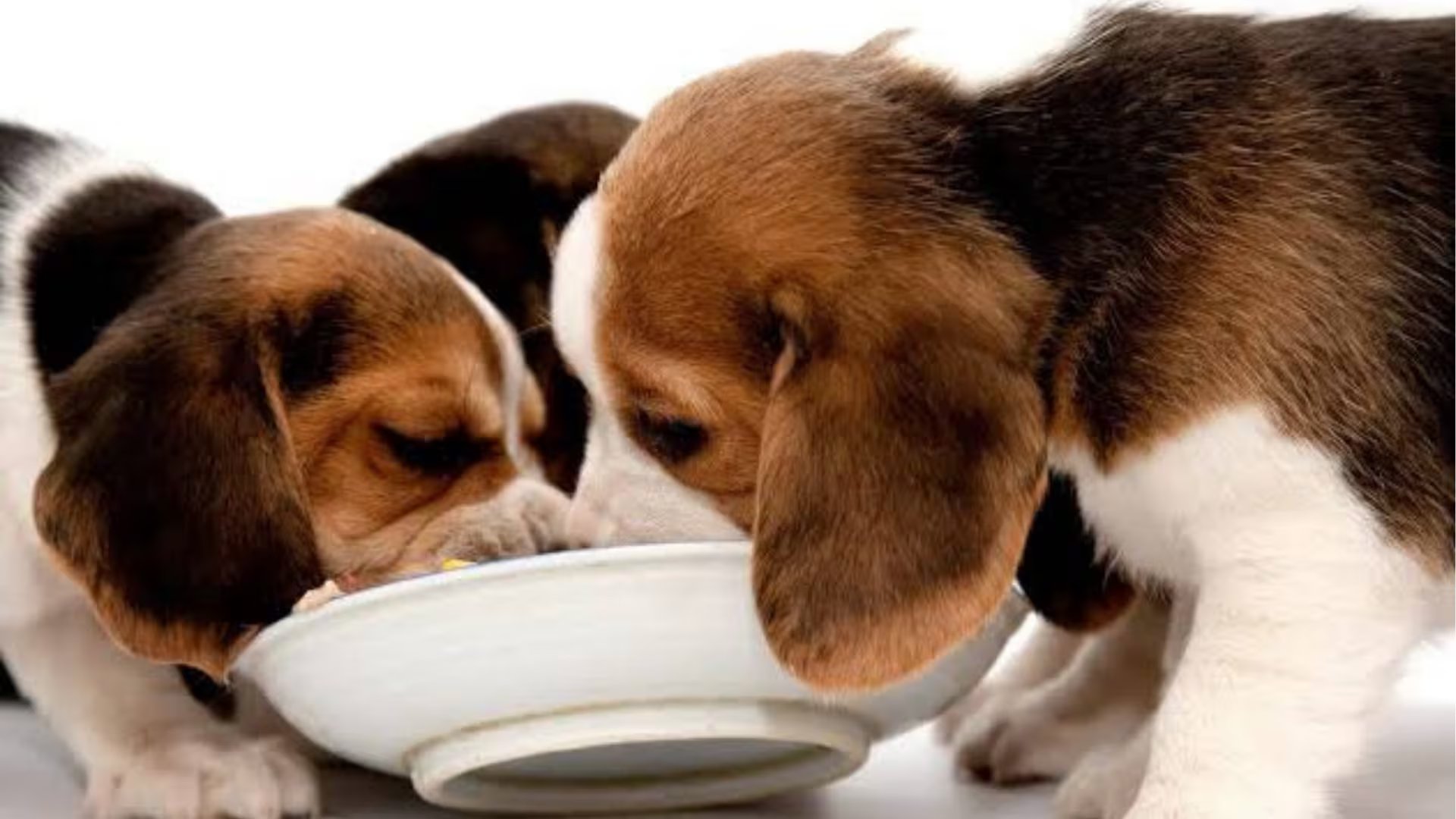 Varios cachorros beagle de pelaje blanco, marrón y negro se alimentan de un plato, una etapa fundamental para su crecimiento y el desarrollo de su salud a largo plazo.