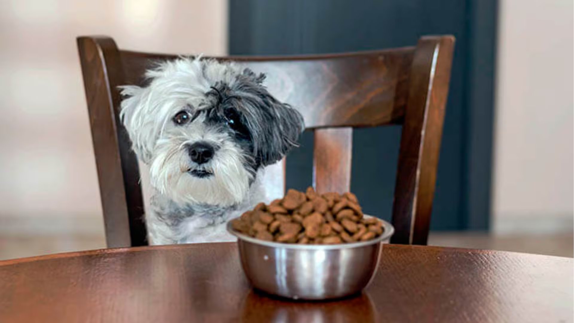 Un cachorro se sienta a la mesa frente a su plato de comida, ilustrando la importancia de una nutrición adecuada para su desarrollo y bienestar.