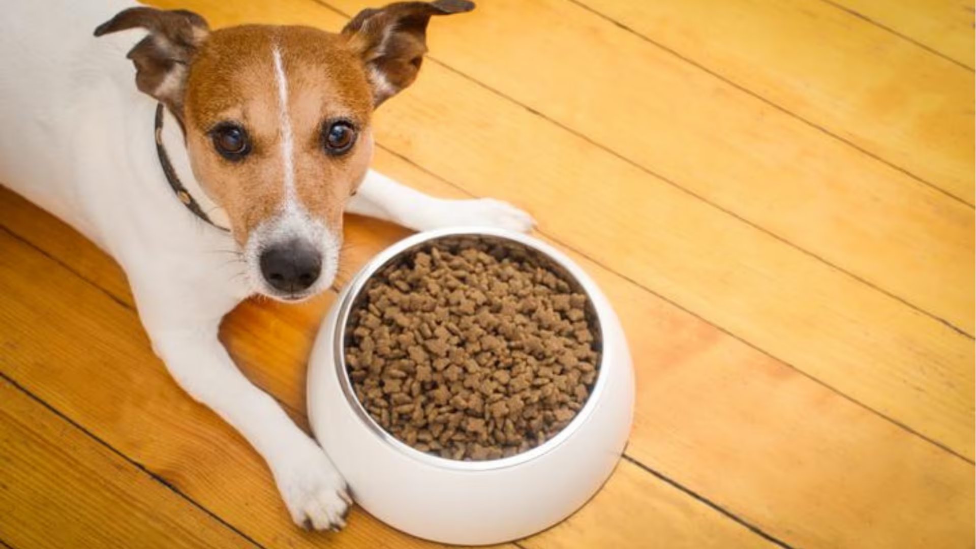 Un perro Jack Russell Terrier descansa en el suelo junto a un tazón blanco con alimento balanceado, ilustrando la importancia de una nutrición precisa para las mascotas.