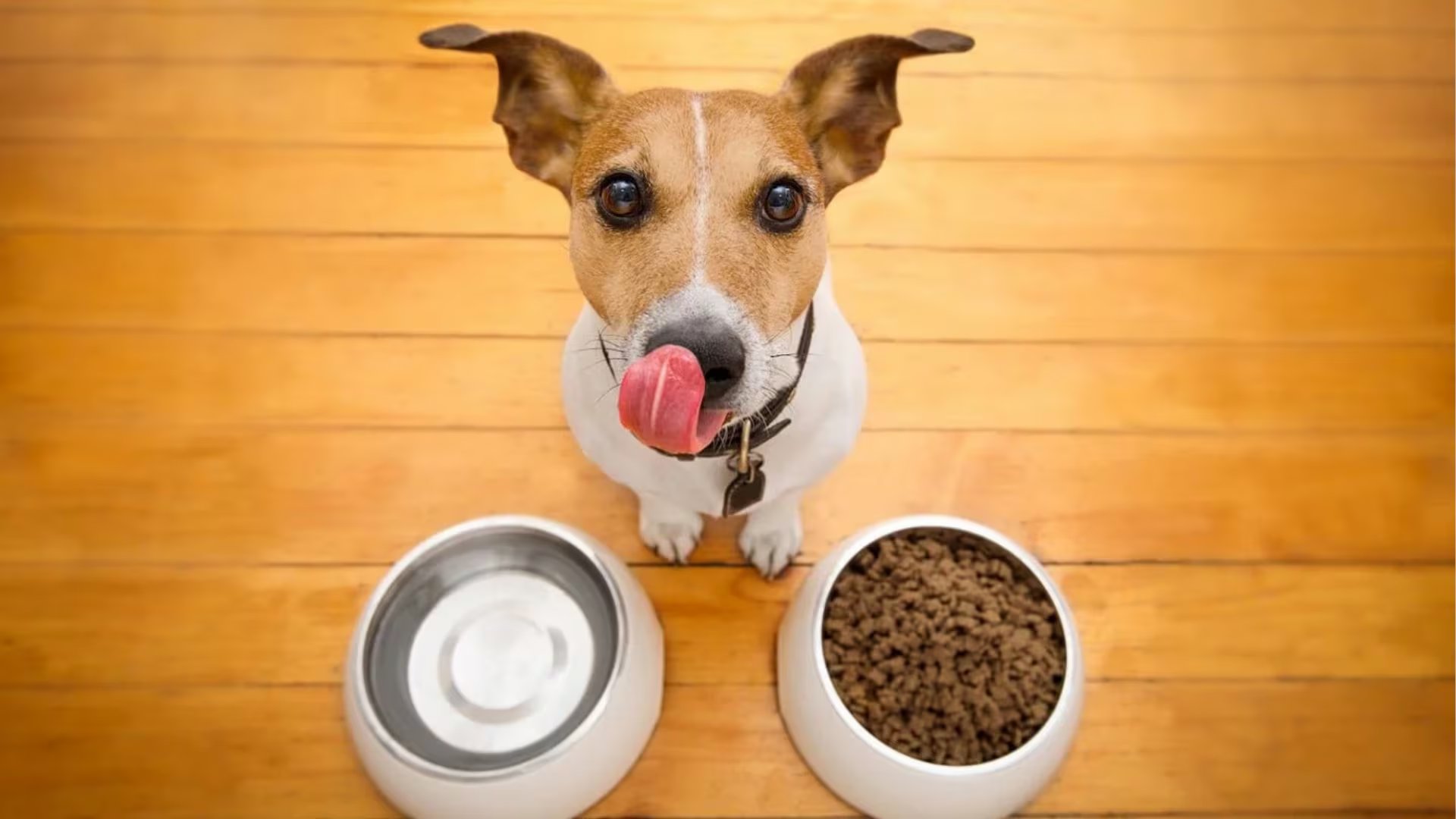 Un perro con la lengua afuera se posiciona frente a dos cuencos con alimento seco y agua, ilustrando la importancia de una nutrición balanceada.