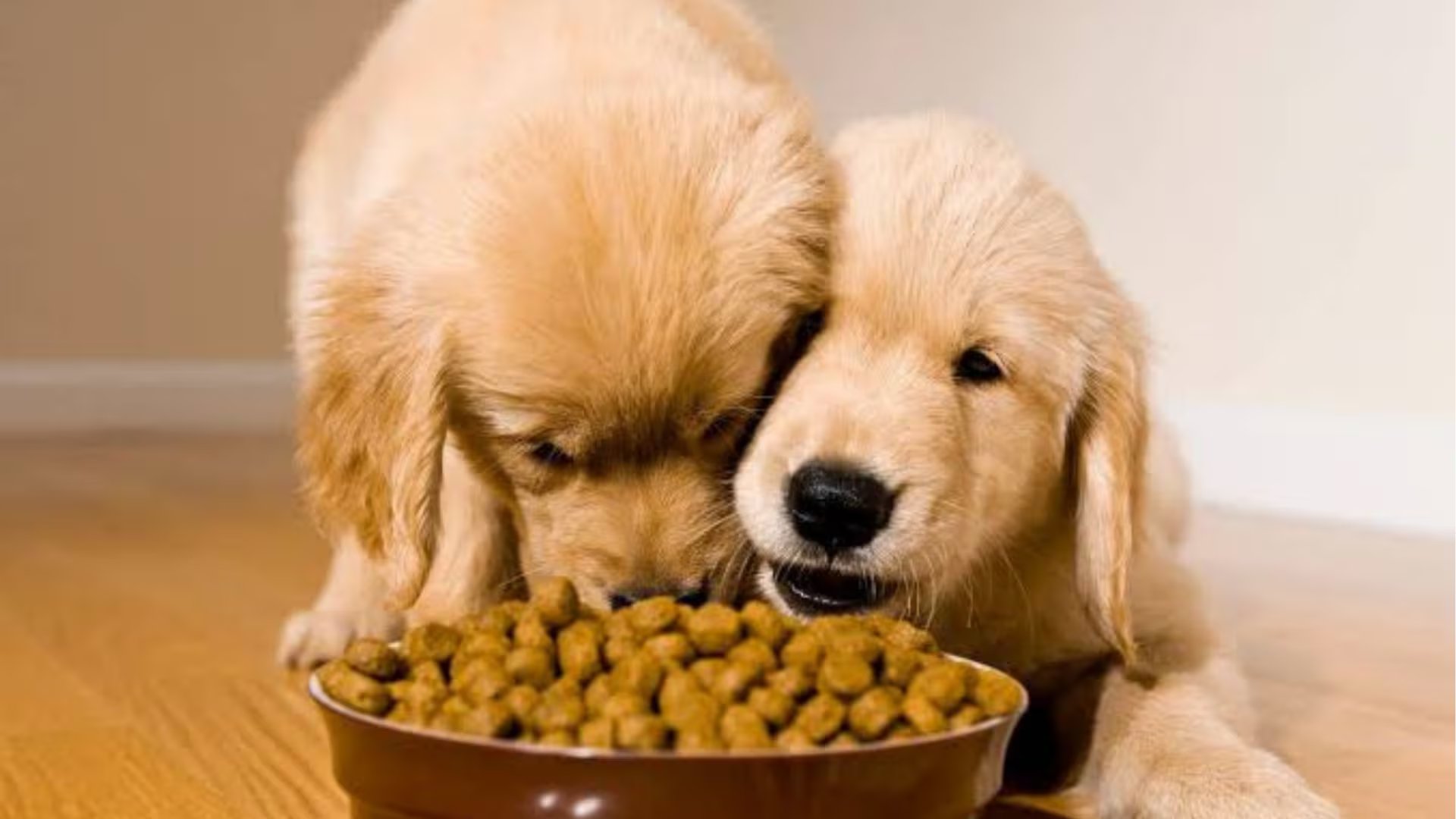 Dos cachorros de golden retriever comparten un plato de alimento balanceado, ilustrando la importancia de una dieta adecuada para su crecimiento y bienestar.