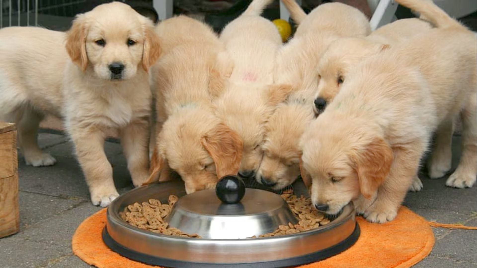 Un grupo de cachorros de golden retriever se alimenta de un plato con croquetas, mostrando la importancia de una nutrición adecuada para su desarrollo óptimo.