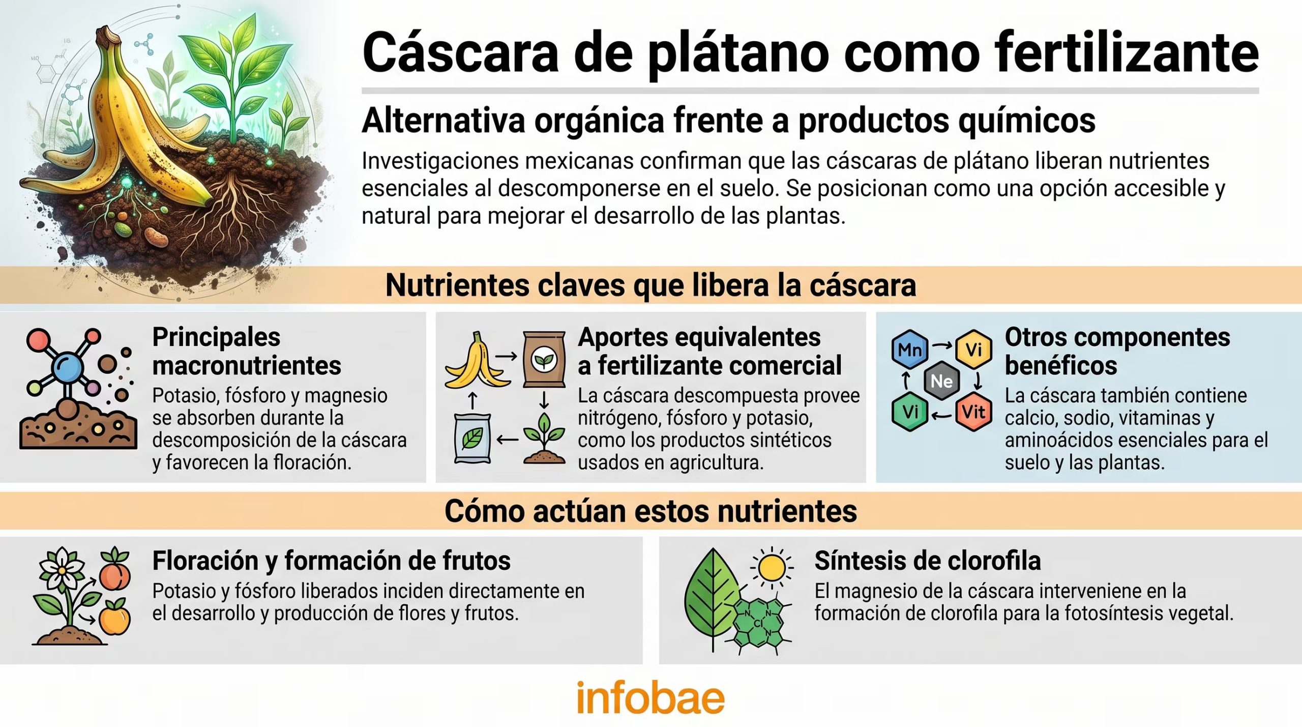 Una infografía explica cómo la cáscara de plátano actúa como fertilizante orgánico, liberando potasio, fósforo y magnesio para el desarrollo de las plantas, según investigaciones mexicanas. (Imagen Ilustrativa Infobae)