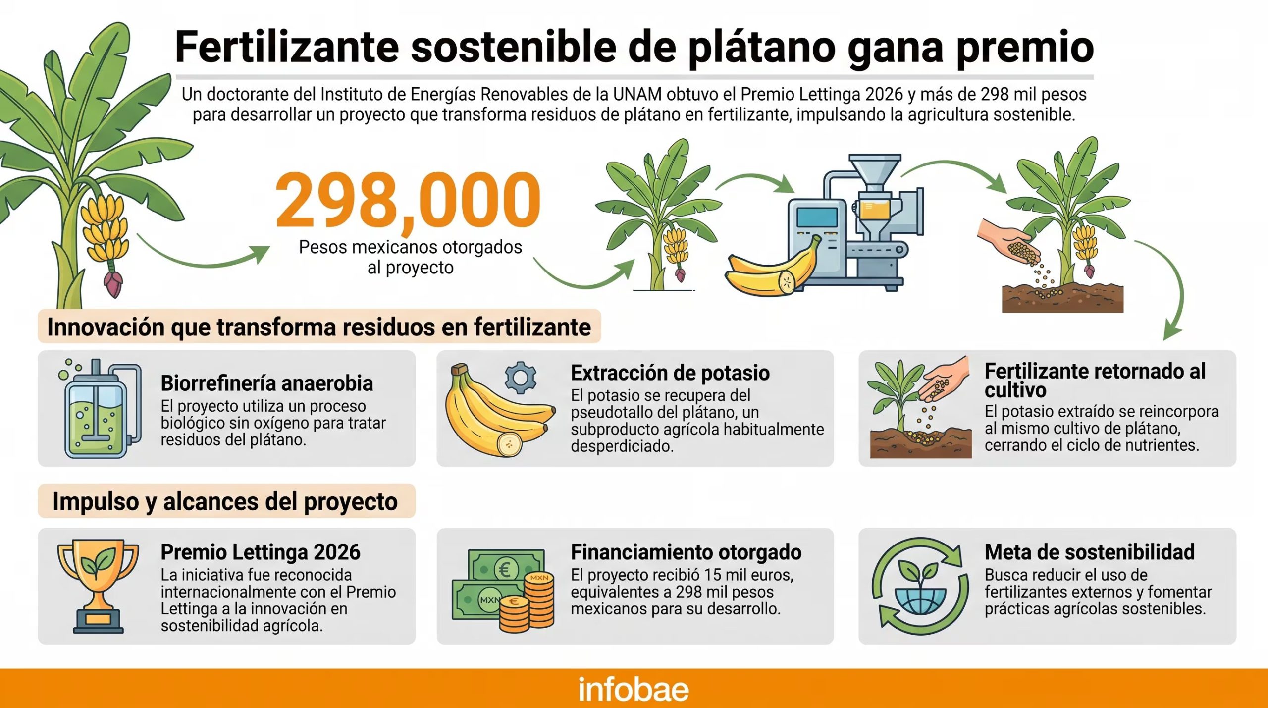 Una infografía detalla el proyecto de la UNAM para crear fertilizante sostenible a partir de residuos de plátano, destacando el financiamiento de 298 mil pesos y el Premio Lettinga. (Imagen Ilustrativa Infobae)