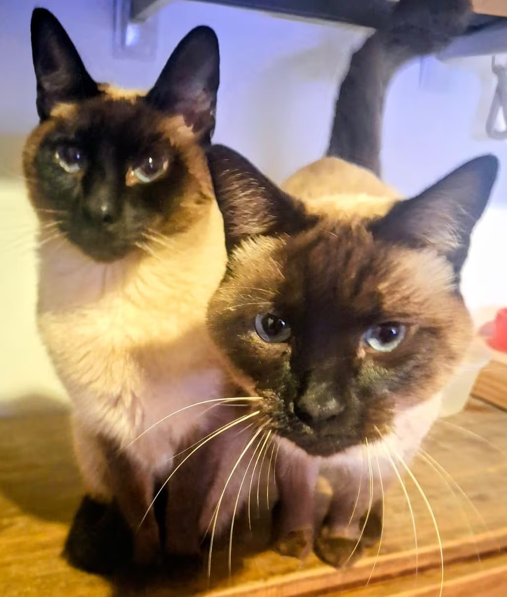 Peter Sandøe afirmó que el acceso ilimitado al exterior ayuda a reducir la tensión entre gatos que conviven en la misma casa (Imagen Ilustrativa Infobae)