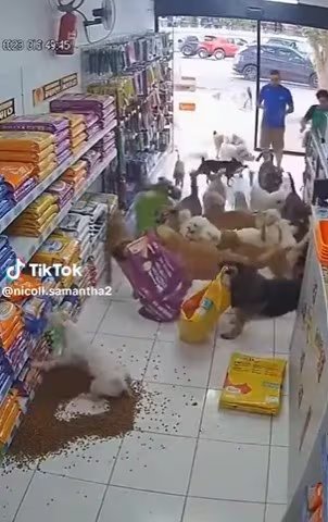 Miles de usuarios cayeron en el engaño de un video que mostraba a una jauría comiendo gratis dentro de una tienda de mascotas.