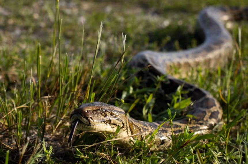 El rastreo por GPS facilita la localización de nidos y la toma de decisiones estratégicas en el manejo de fauna invasora (Florida Fish and Wildlife Conservation Commission/Andy Wraithmell)