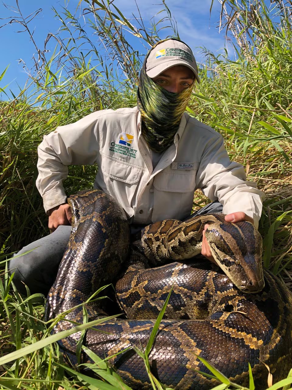 El crecimiento sostenido de la población de pitones demanda respuestas continuas y coordinadas de los equipos científicos (Ian Bartoszek/Conservancy of Southwest Florida/Archivo)