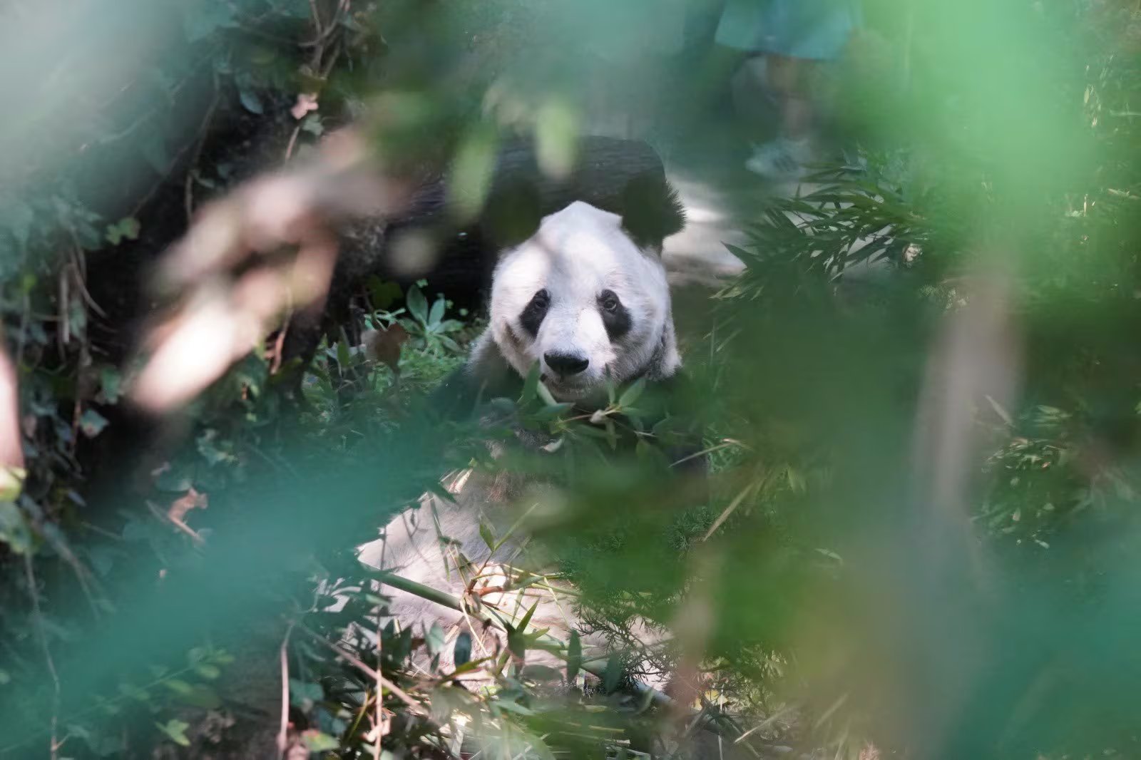 La panda gigante Xin Xin se asoma entre la vegetación de su hábitat en el Zoológico de Chapultepec, preparándose para celebrar su cumpleaños número 36. (X/@ZoologicosCDMX)