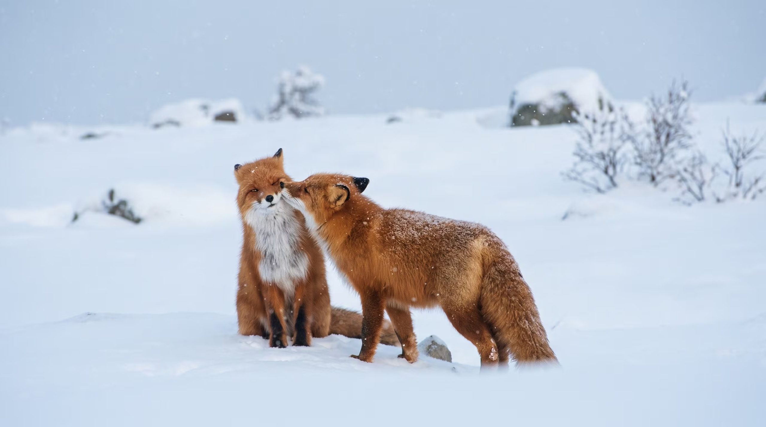 En mamíferos como lobos, coyotes y zorros, la fidelidad de pareja se vincula con la caza, la defensa territorial y el cuidado de las crías 
(Imagen Ilustrativa Infobae)