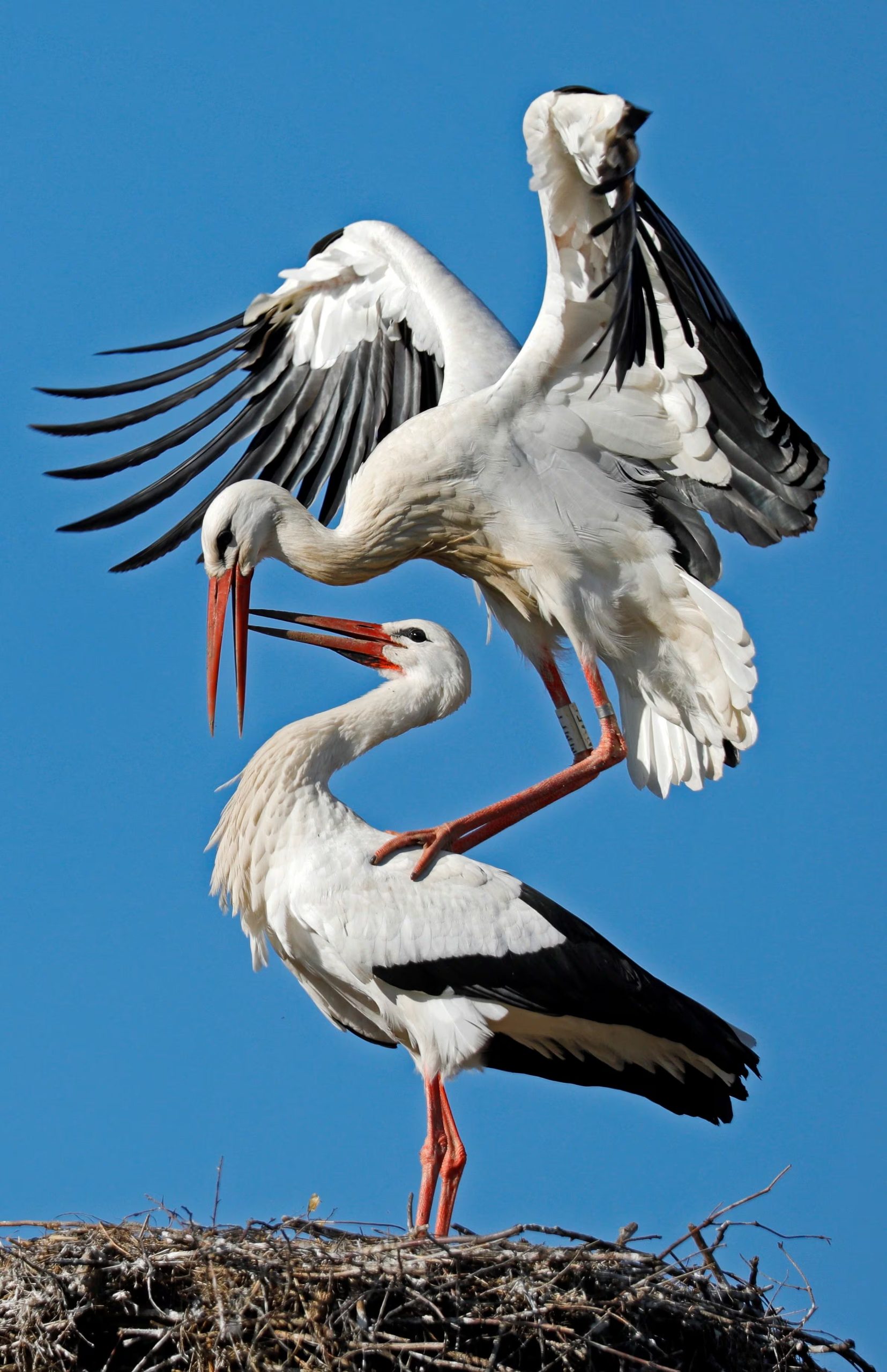 La longevidad y la fidelidad al sitio de anidación aumentan las chances de que aves como los albatros mantengan vínculos de pareja duraderos (EFE/ Ronald Wittek)