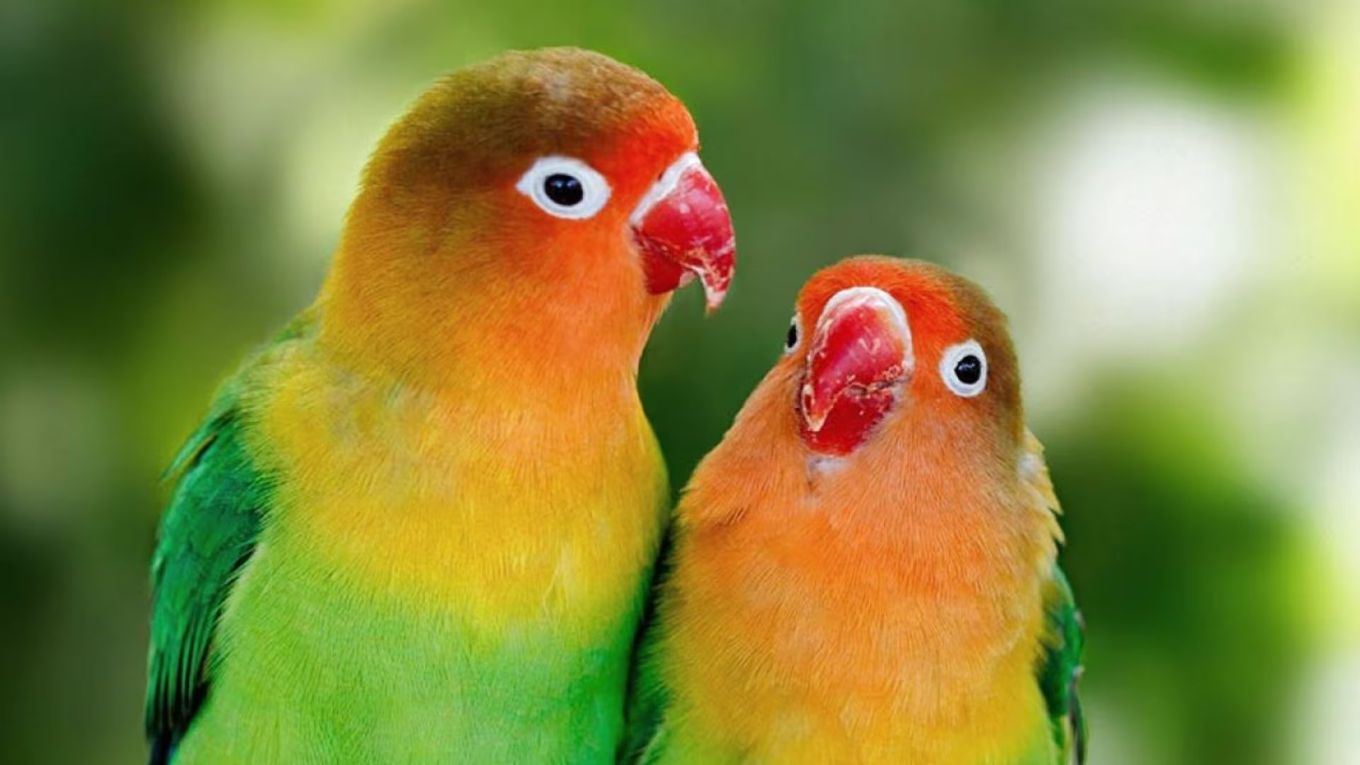 En aves migratorias, la ruptura de parejas monógamas ocurre cuando un integrante no regresa a tiempo y la temporada reproductiva obliga a buscar otro compañero (Captura)