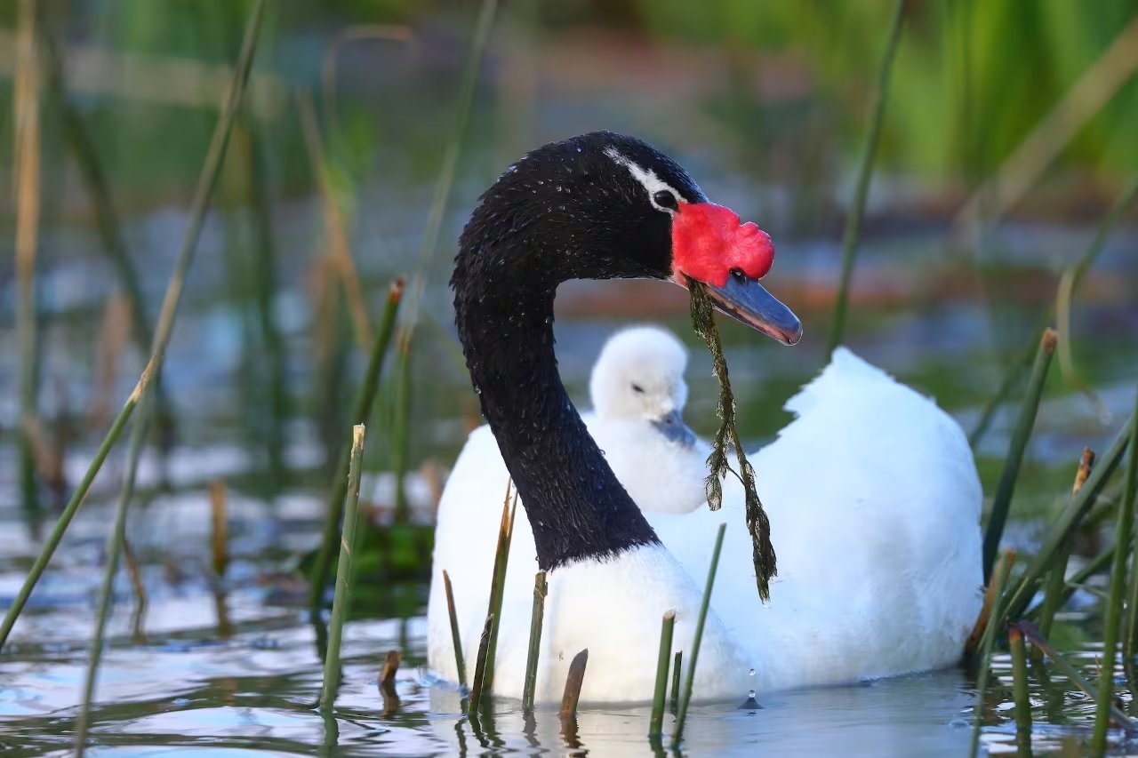 La monogamia social no implica exclusividad sexual y en los cisnes negros hasta el 40 % de los nidos contiene al menos un polluelo de otro macho 