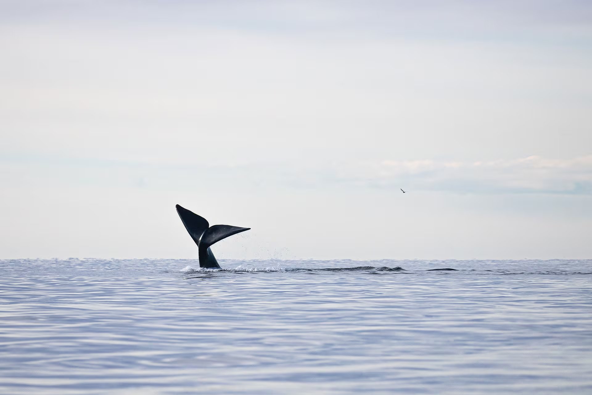 El relevamiento en Península Valdés contabilizó 2.110 ballenas y confirmó uno de los registros más altos de la especie (Foto: Mailén Palma)