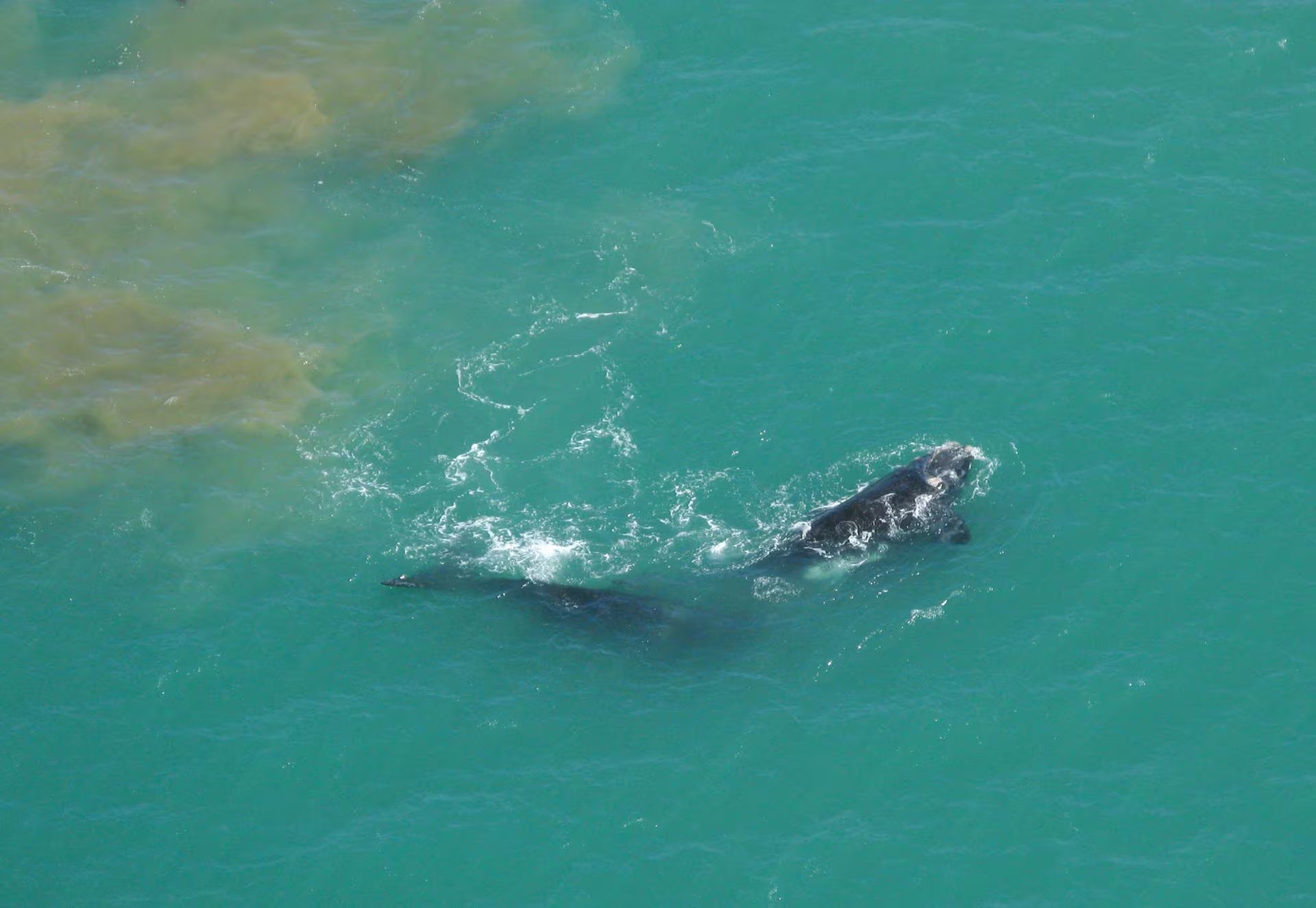 El crecimiento de la ballena franca austral expandió los avistajes a nuevas zonas de la costa argentina, Uruguay y Brasil (Avistaje en Miramar)