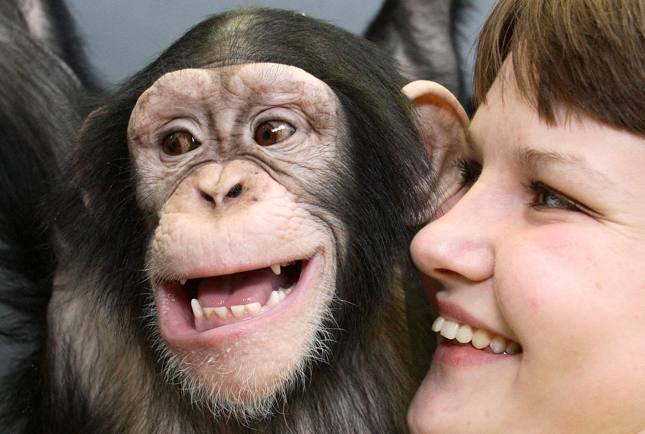 El enfoque multidimensional compara especies a partir de conductas observables y no exige cerebros similares al humano para identificar empatía (REUTERS/Ilya Naymushin/File Photo)