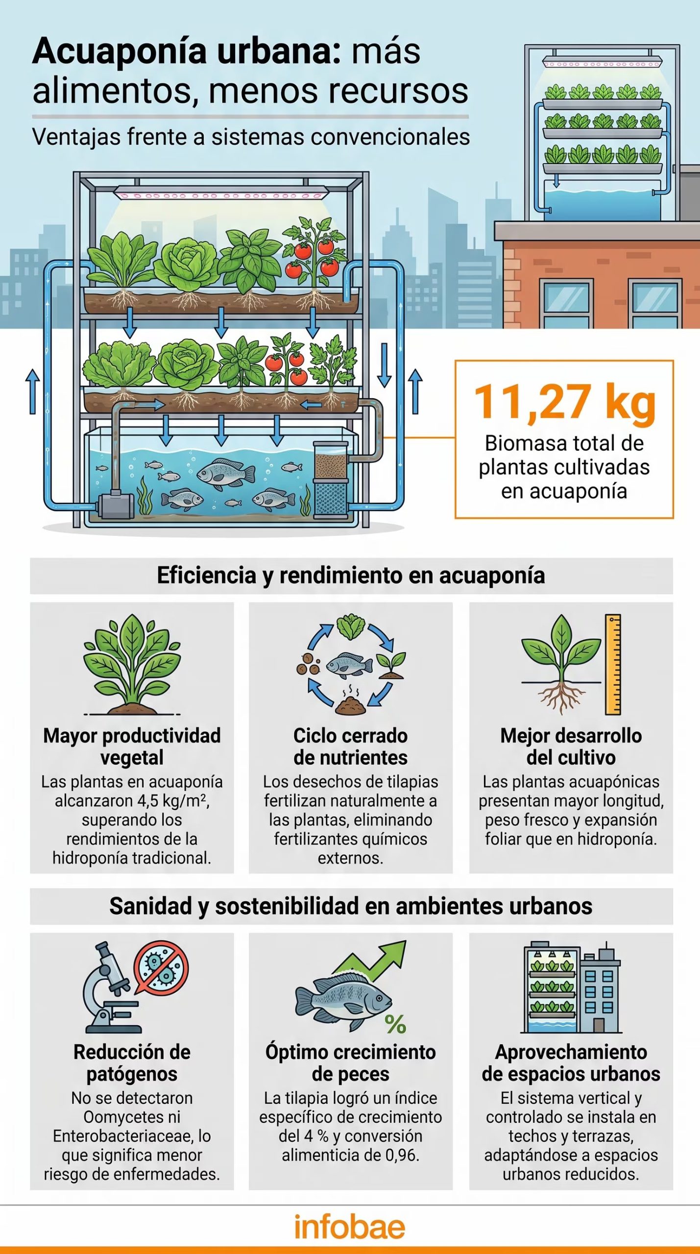 Una infografía detalla las ventajas productivas de la acuaponía urbana, mostrando un sistema integrado de cultivo de plantas y peces con resultados específicos de biomasa vegetal y sostenibilidad. (Imagen Ilustrativa Infobae)