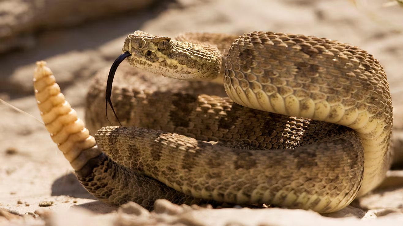Las serpientes usan este sistema químico para seguir rastros, evitar amenazas y reconocer feromonas liberadas por potenciales parejas durante la reproducción (Reuters)