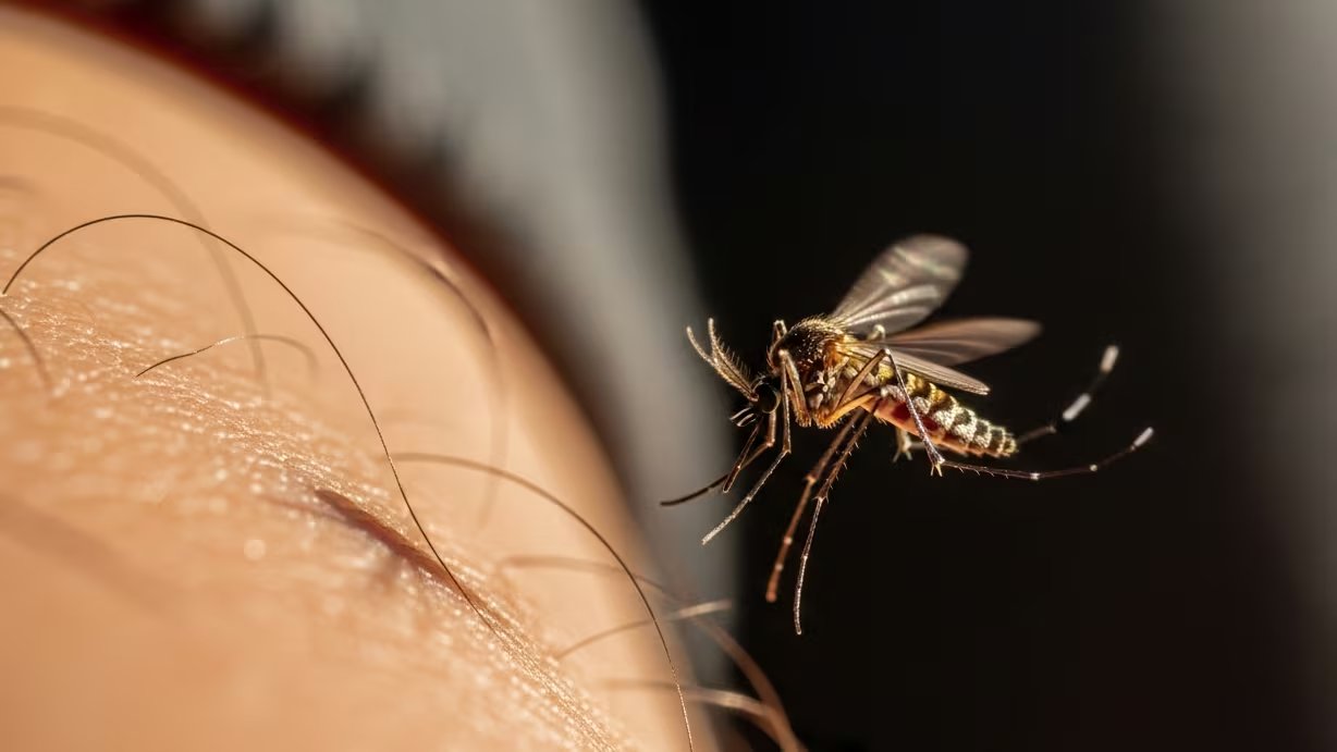 Los mosquitos constituyen una excepción, ya que adoptan un patrón de vuelo diferente y menos eficiente, pero adaptado a sus necesidades de comunicación (Imagen Ilustrativa Infobae)
