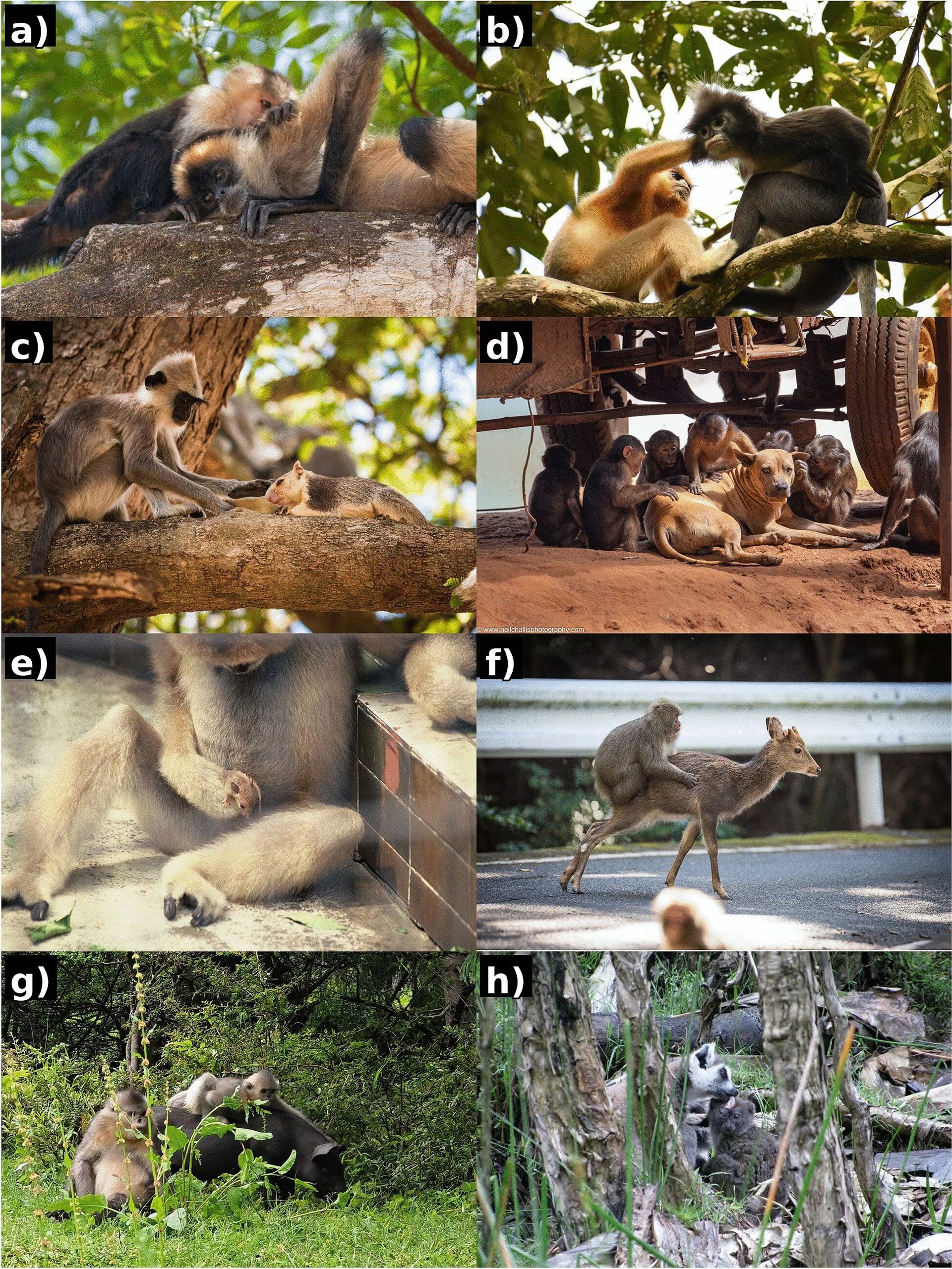 Ejemplos de interacciones interespecíficas de afiliación que involucran primates no humanos (University of Oxford)