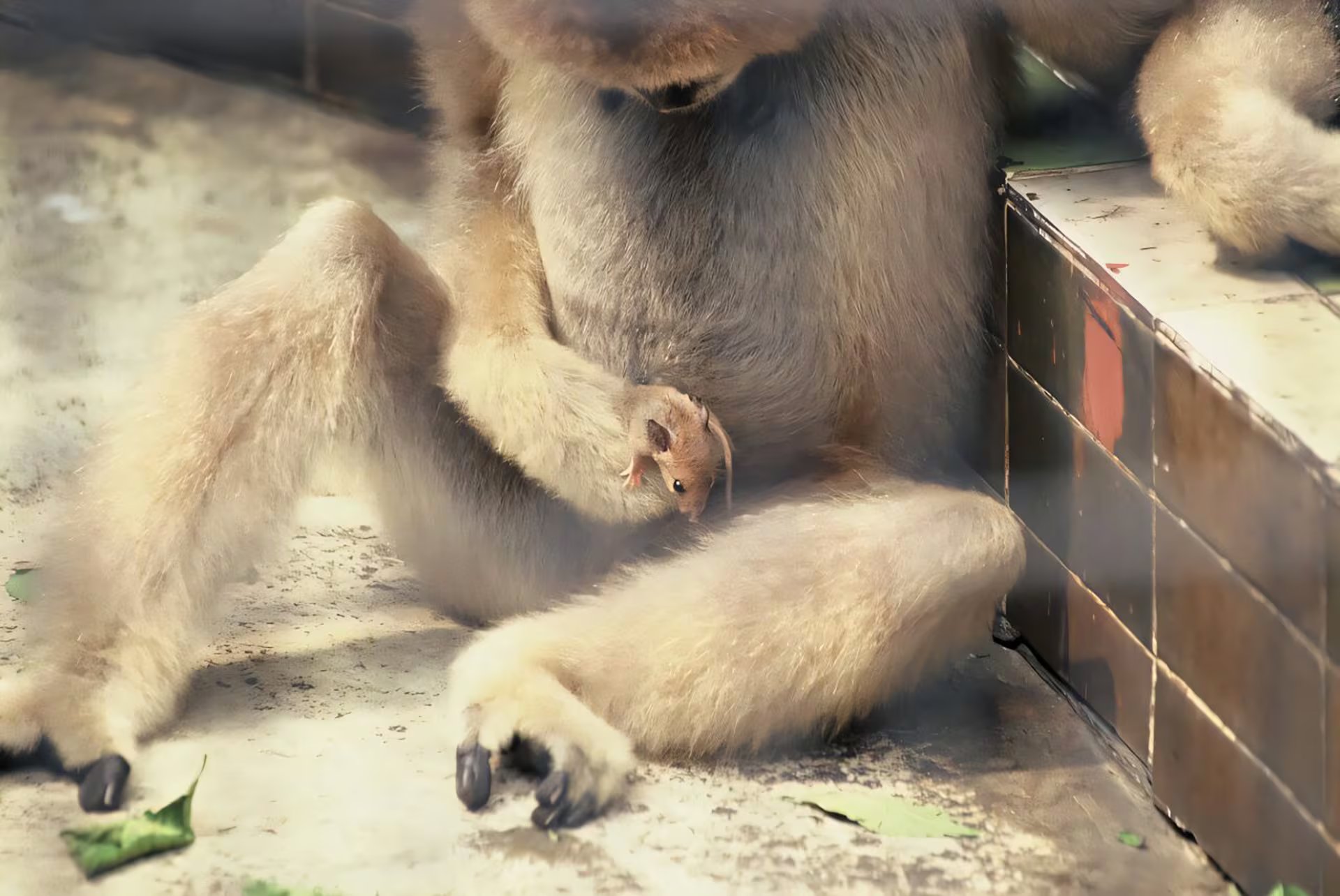 Una hembra de gibón de mejillas blancas del norte sostiene un ratón en el zoológico de Shanghái, China (Cyril Grueter de Primates / University of Oxford)