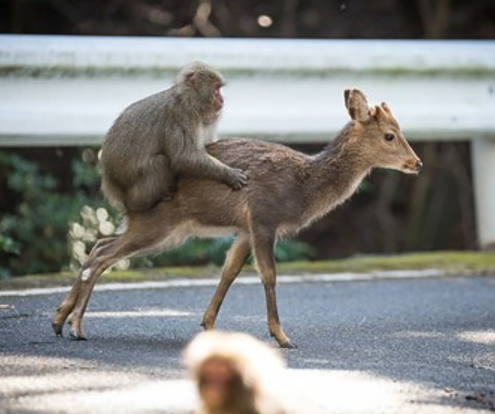 Un macaco japonés sobre el lomo de un ciervo sika en Yakushima, Japón (Alexandre Bonnefoy y Cédric Sueur, de Primates / University of Oxford)