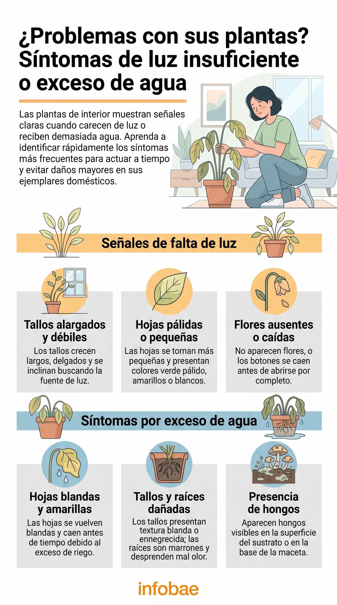 Síntomas de luz insuficiente y exceso de agua en plantas de interior. (Imagen Ilustrativa Infobae)