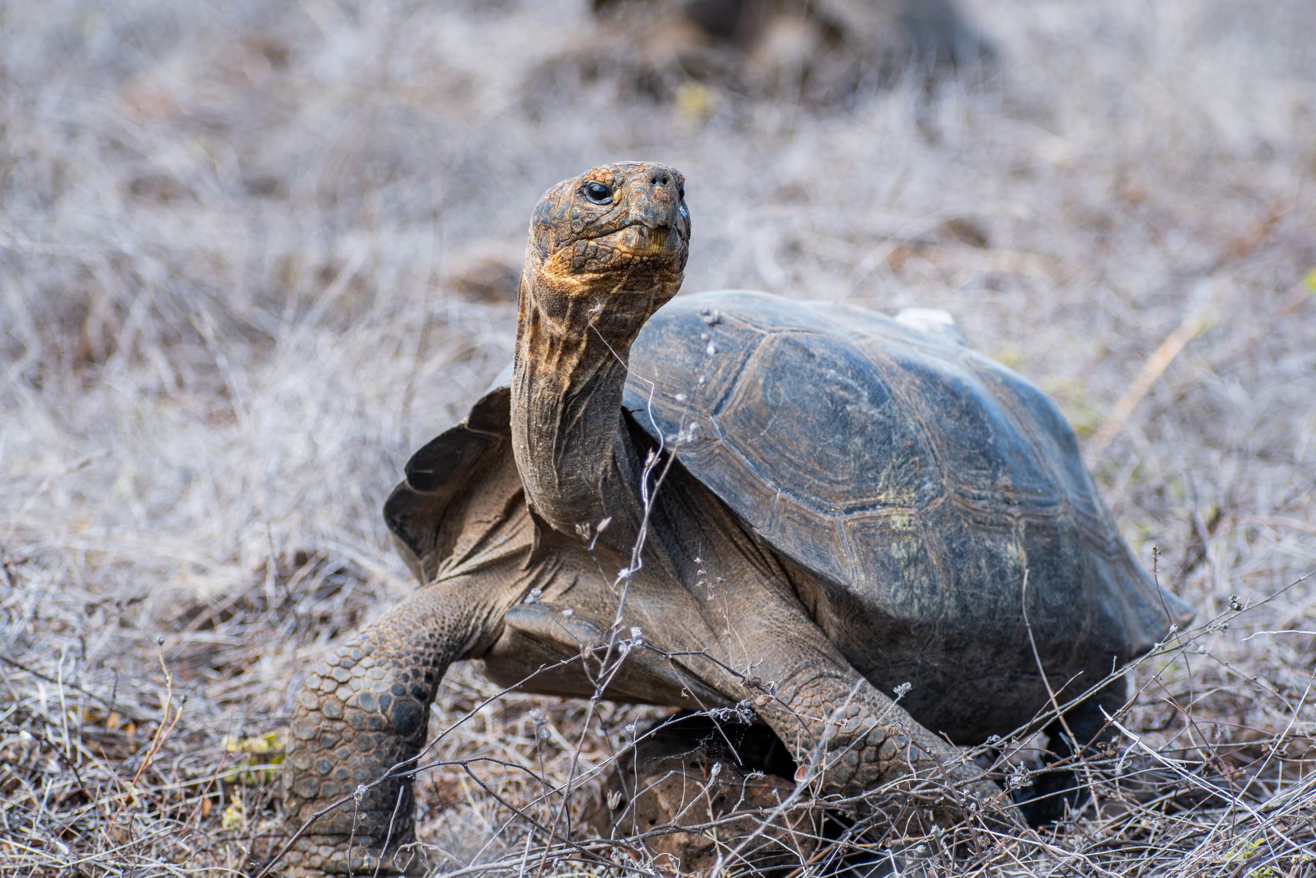 Tortuga Gigante de Galápagos (Ministerio de Ambiente)