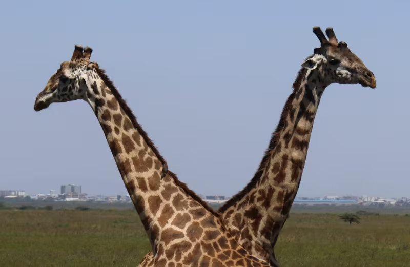 Jirafas caminan por el Parque Nacional de Nairobi, Servicio de Vida Silvestre de Kenia (KWS) en Nairobi, Kenia (REUTERS/Amr Abdallah Dalsh)