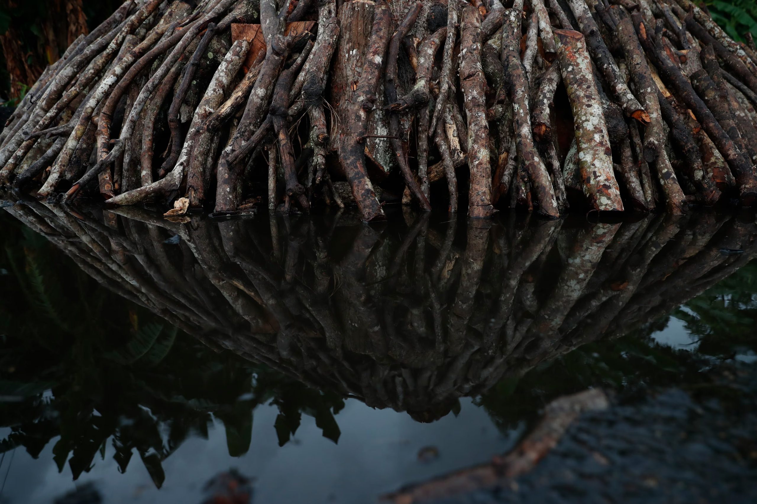 Los manglares formaron parte de las áreas priorizadas durante la segunda campaña por su importancia para el almacenamiento de carbono y la protección de la biodiversidad. EFE/ Bienvenido Velasco