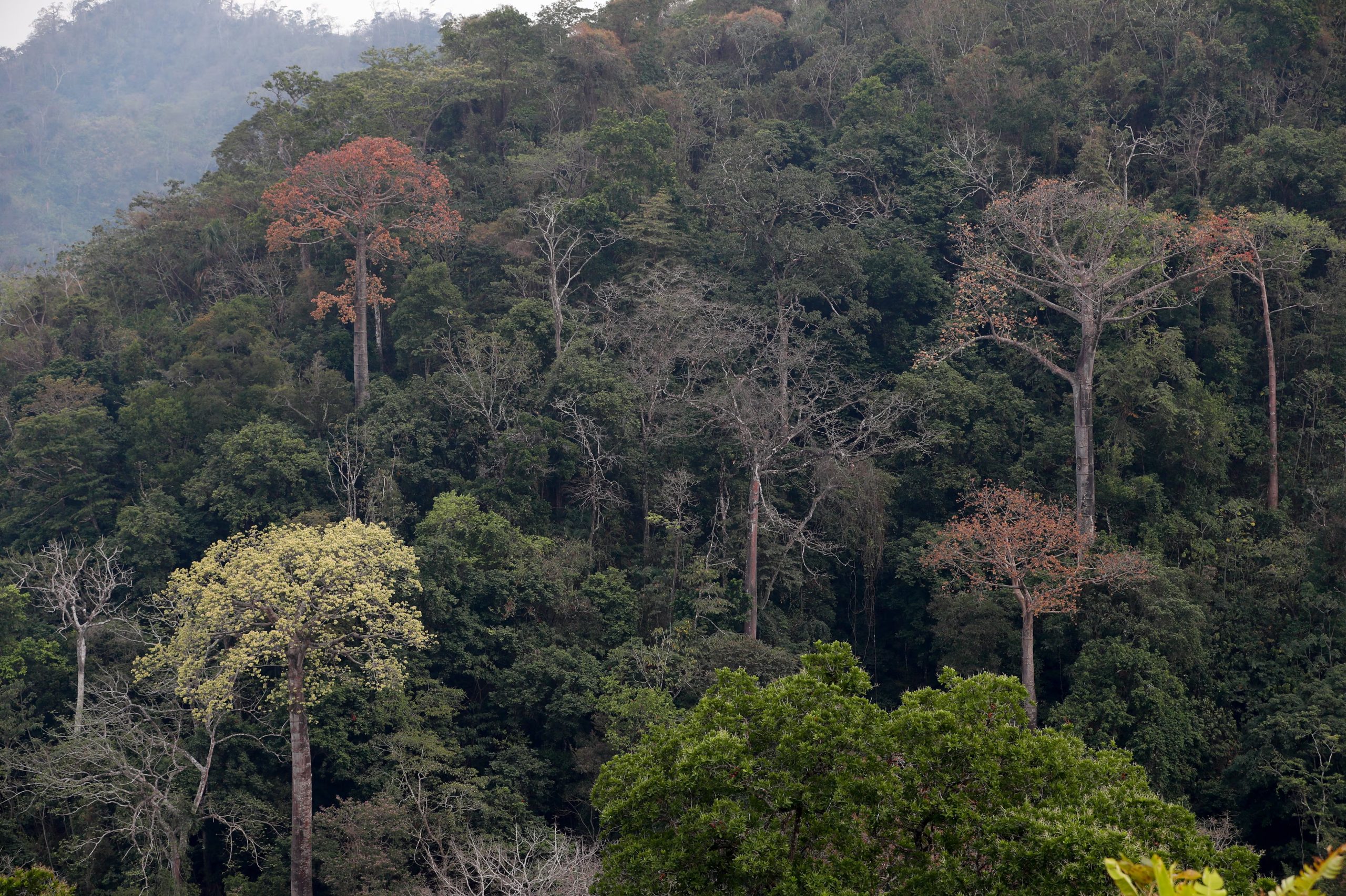 Los datos obtenidos en Panamá servirán para calibrar las observaciones del satélite NISAR y mejorar el monitoreo de los bosques tropicales en distintas regiones del mundo. EFE