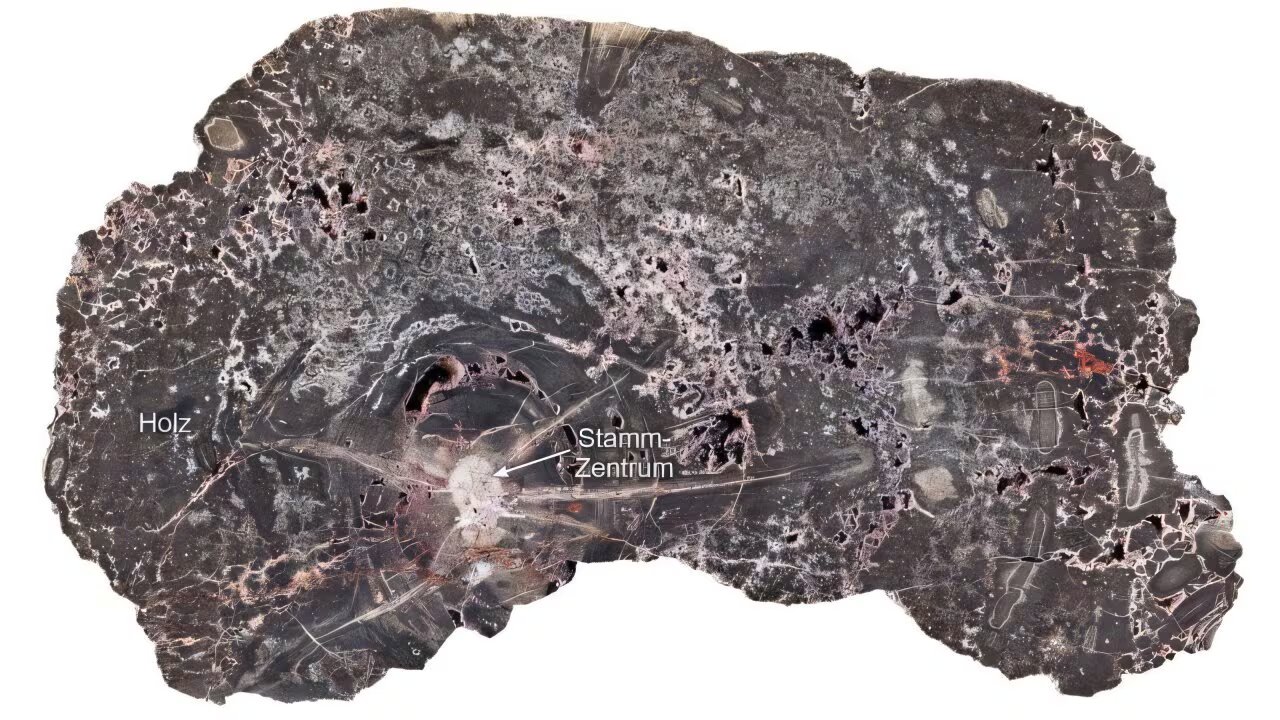 Cinco etapas de mineralización en los troncos fósiles permiten reconstruir la evolución de la cuenca Saale y su contexto tectónico (Steffen Trümper)