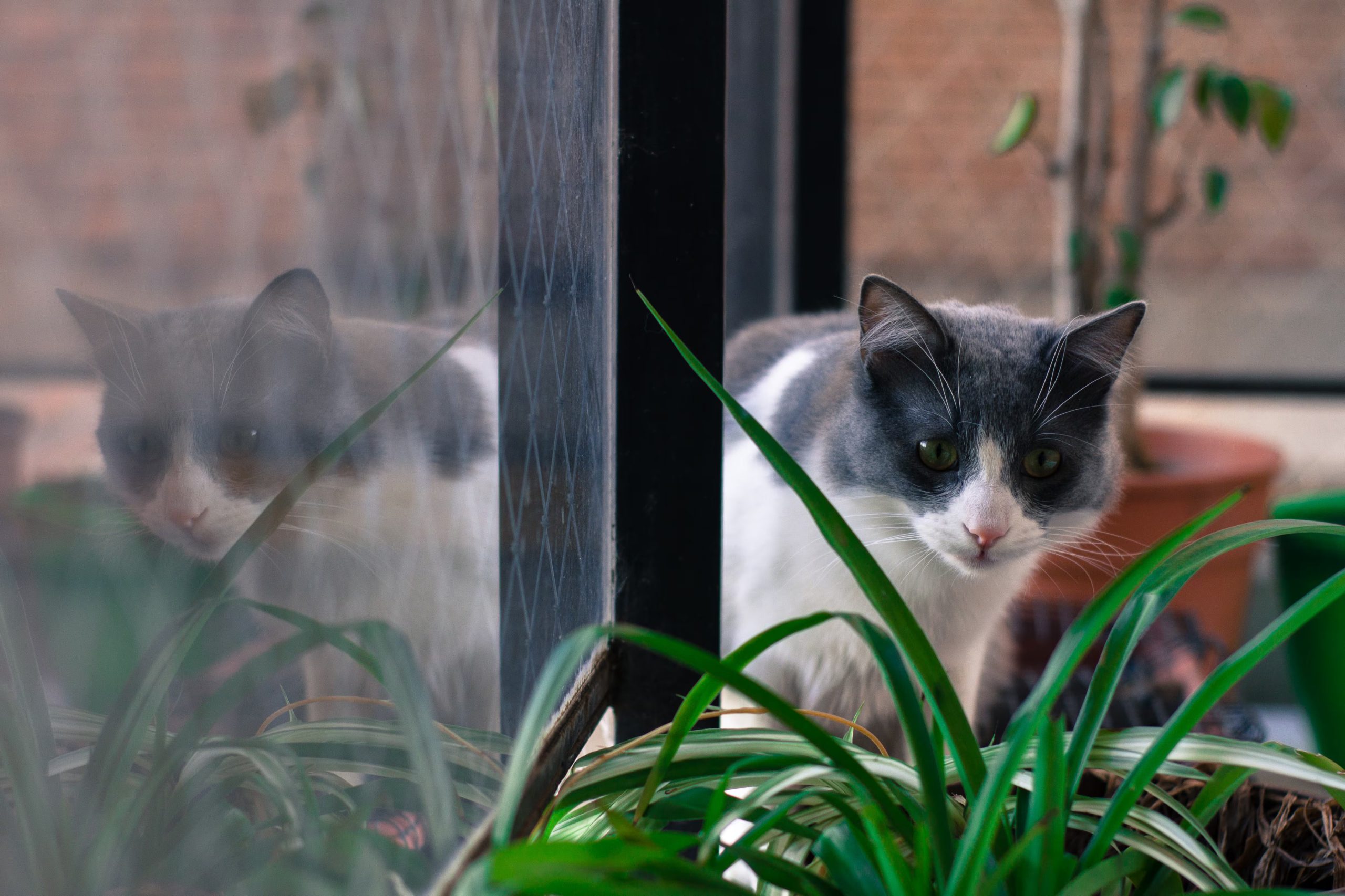 Los gatos domésticos con acceso al exterior sin supervisión pueden ser un problema ecológico. (Magnific)