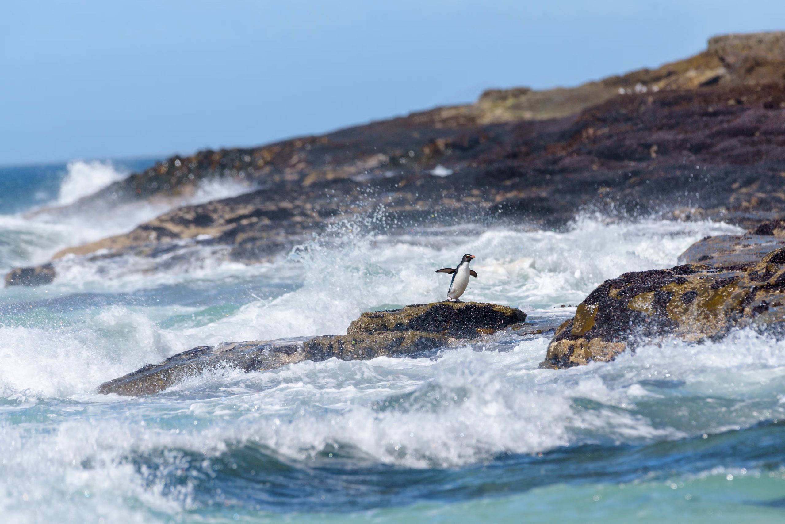 Los pingüinos ocupan un lugar central en la conservación porque cerca de dos tercios de sus especies integran la Lista Roja de la UICN