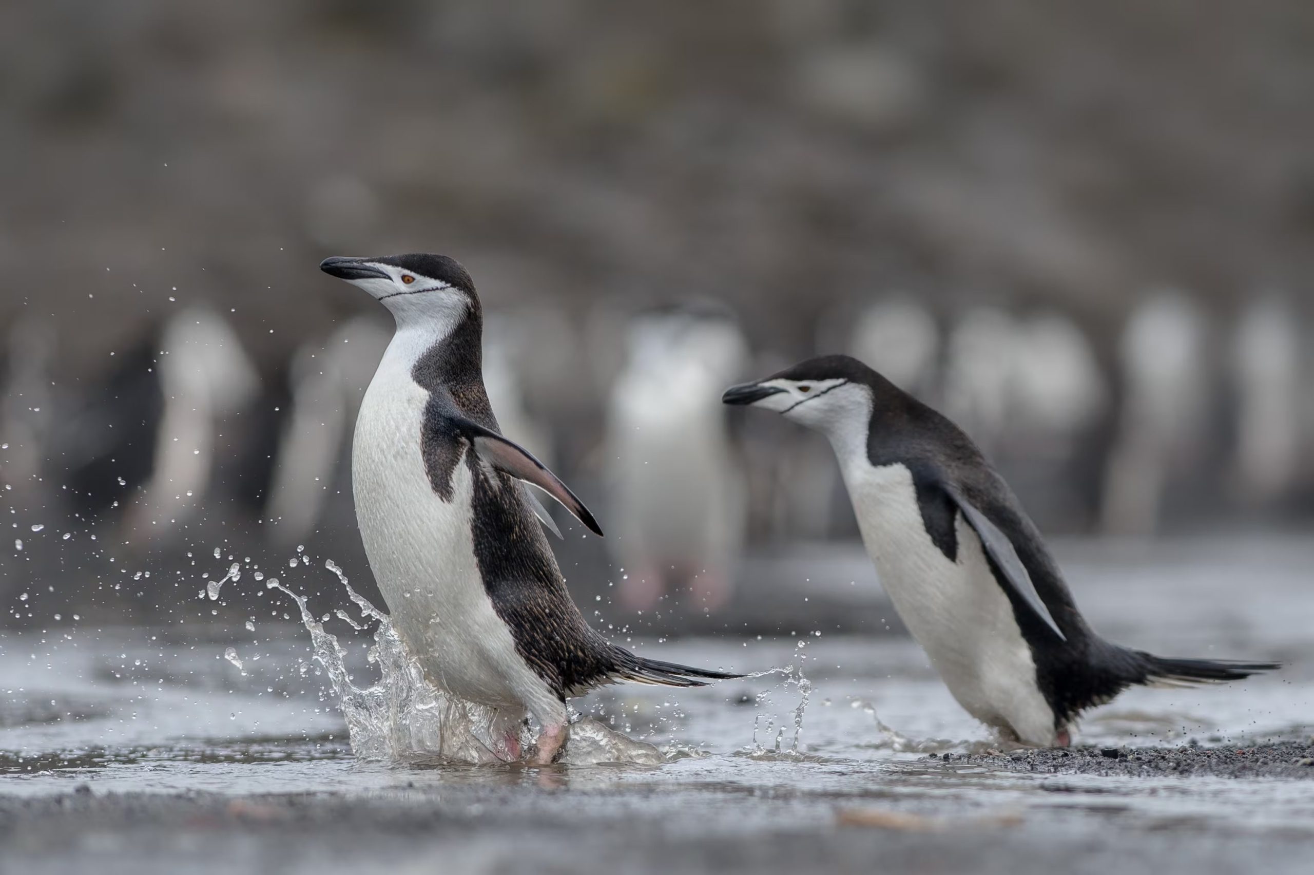 Muchas aves marinas, como pingüinos, albatros, cormoranes, gaviotas y pelícanos, pasan más del 90% de su vida sobre el agua