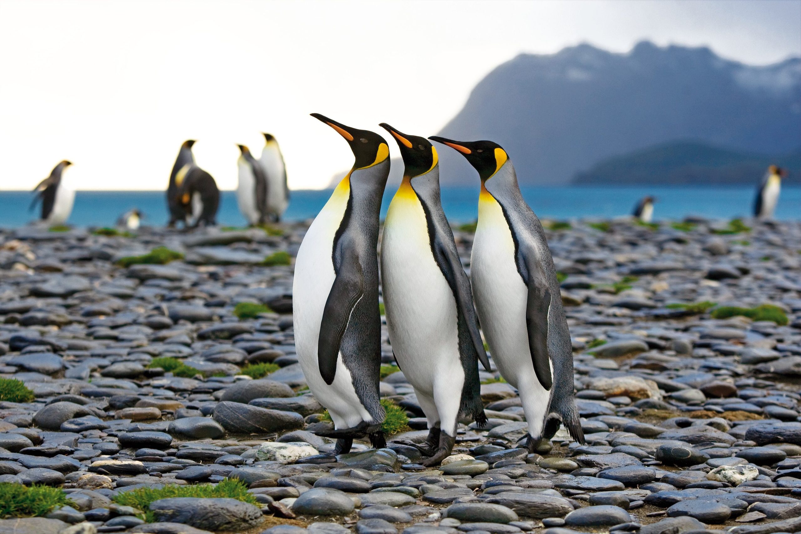 El cambio climático, la pesca mal manejada, la contaminación marina y costera y los depredadores introducidos amenazan a los pingüinos y a otras aves marinas