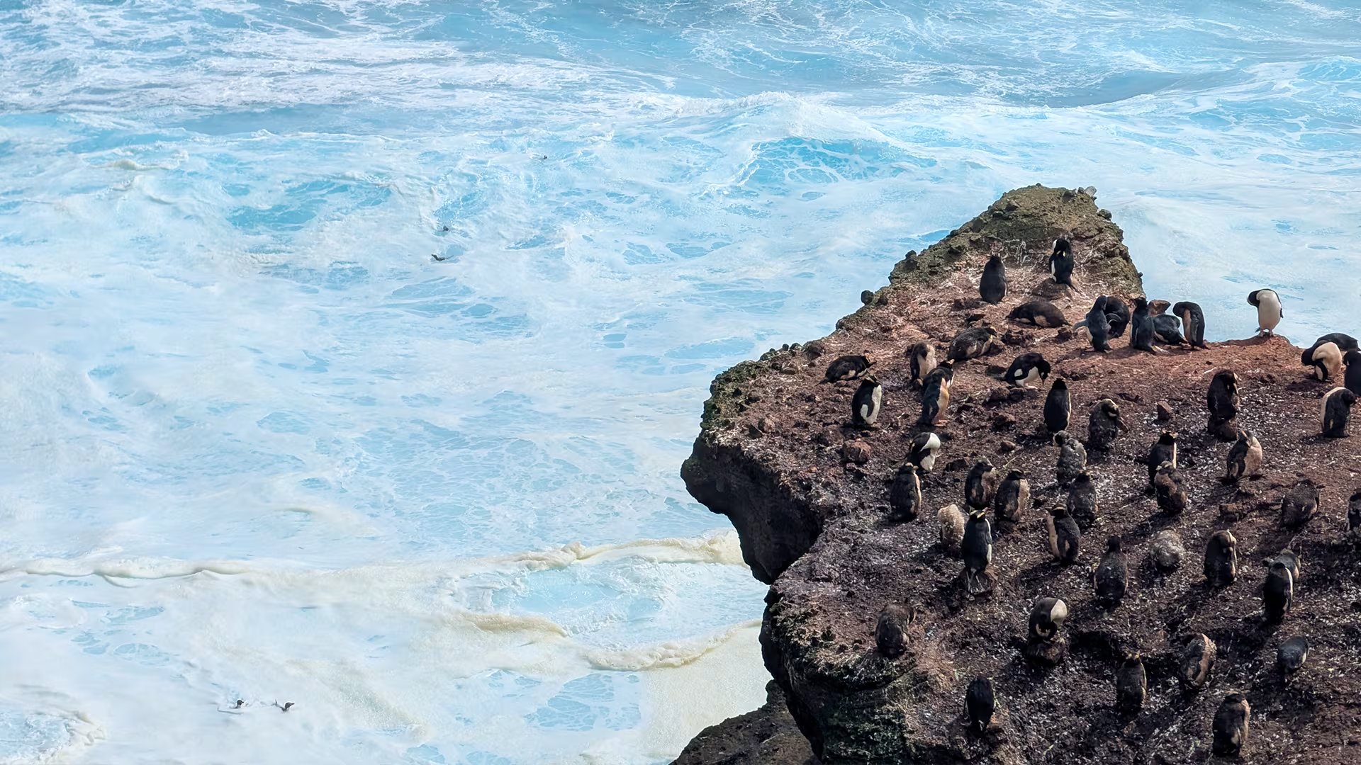 Los pingüinos combinan rasgos como visión ultravioleta, buceo profundo y fertilización de las costas con guano, que conecta el océano con los ecosistemas terrestres