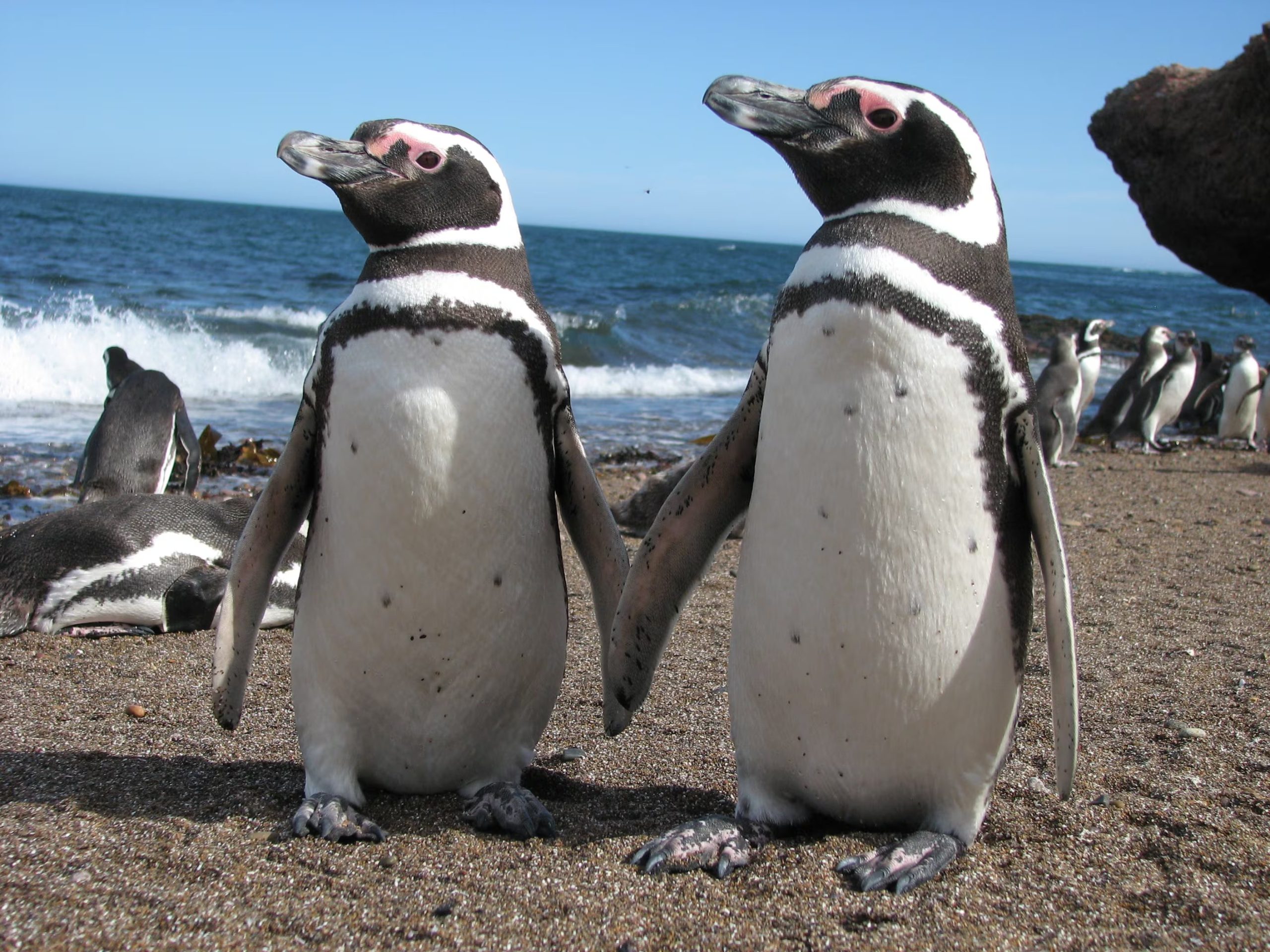 Global Penguin Society trabaja para asegurar el futuro de las 19 especies de pingüinos del hemisferio sur con investigación, áreas protegidas y educación ambiental