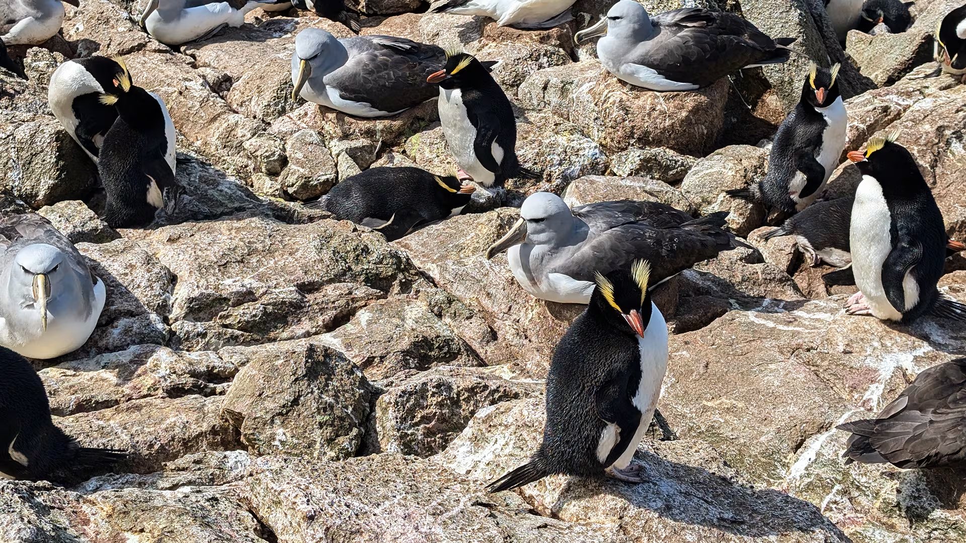 Cada año, miles de pingüinos de Magallanes emprenden una travesía épica desde Punta Tombo, en la Patagonia argentina, hacia los confines del Atlántico Sur