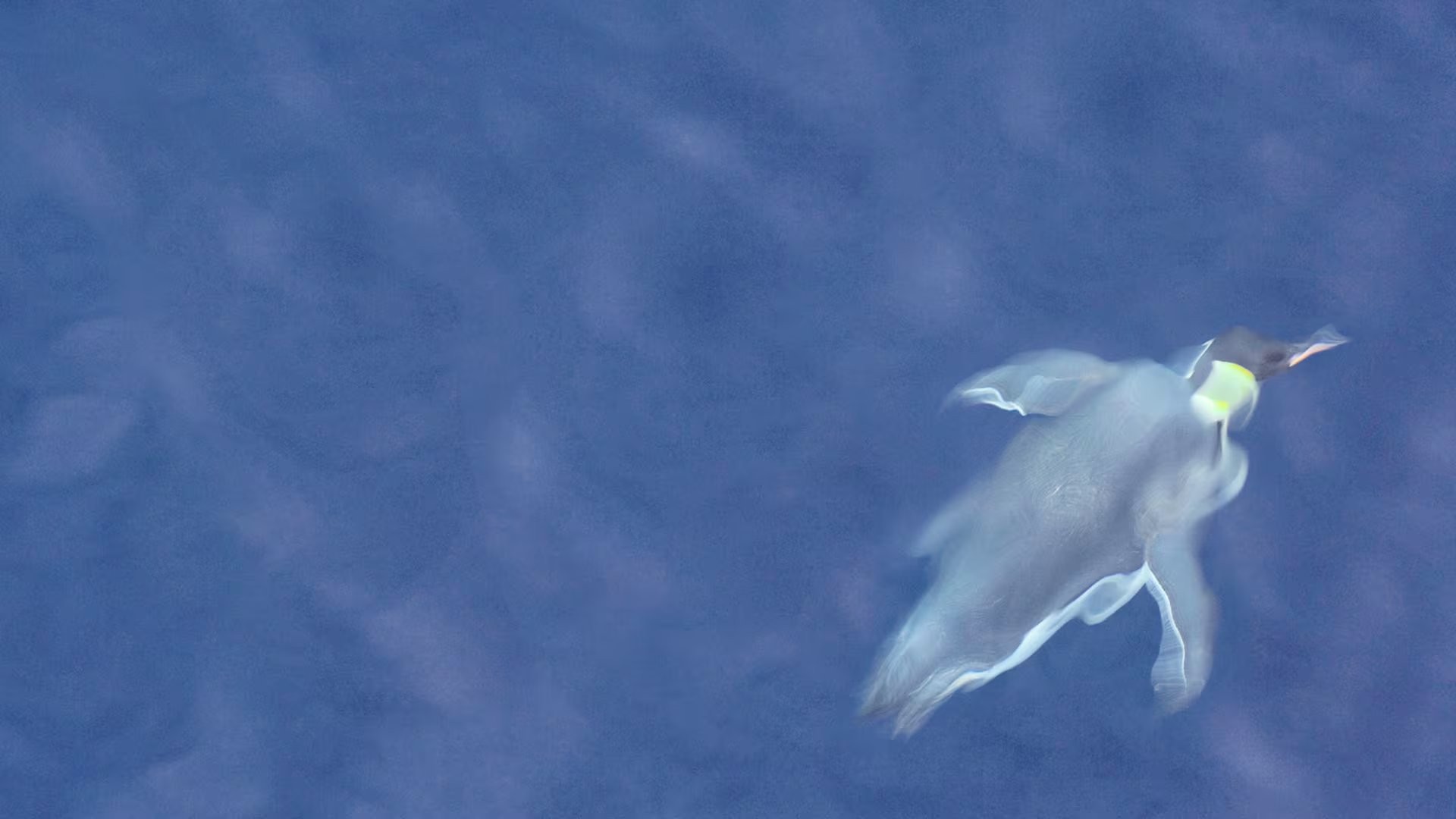 Capaces de cubrir más de 11.000 kilómetros en cada temporada migratoria, los pingüinos de Magallanes abandonan las costas argentinas para alcanzar playas remotas de Uruguay e incluso del sur de Brasil