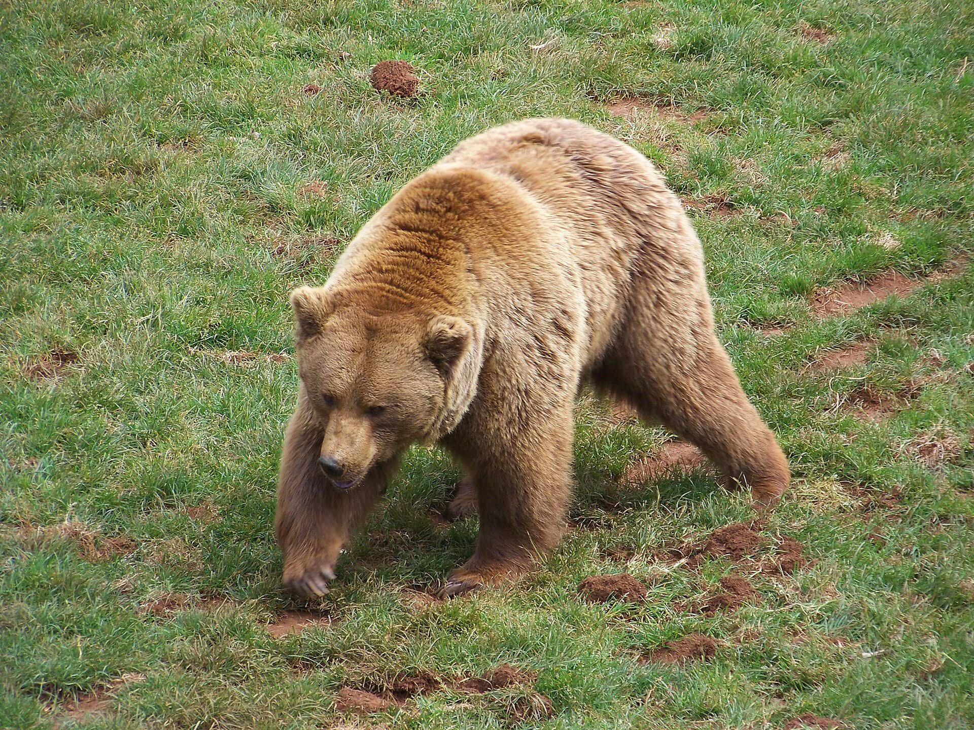 La mandíbula del oso pardo mantuvo una arquitectura general estable, pero incorporó variaciones biomecánicas que mejoraron la masticación según cada periodo climático (neusitas/Wikimedia Commons)