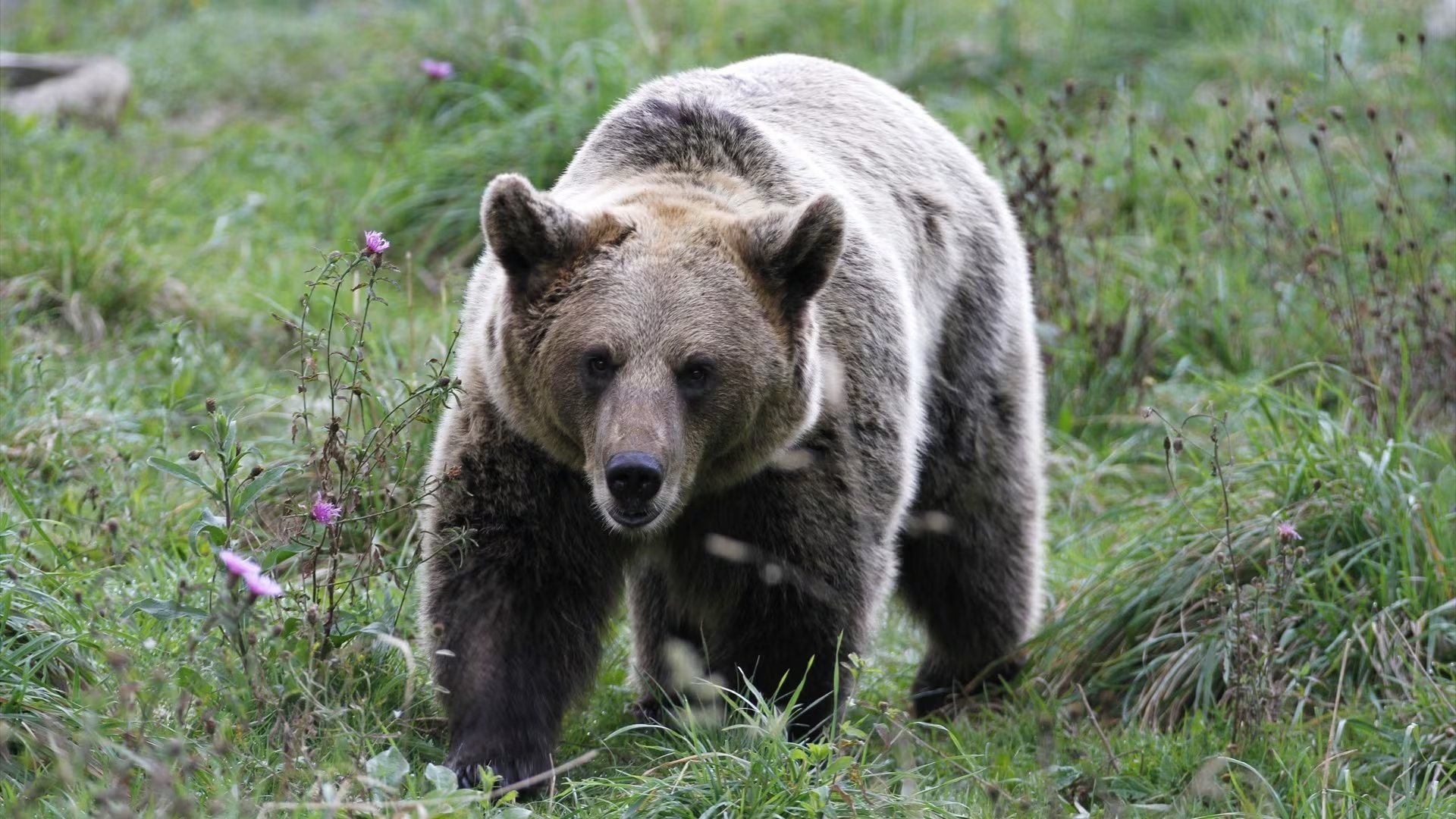 El estudio detectó que cambios en la inserción del músculo masetero modificaban la fuerza de mordida y la capacidad de triturar alimentos en el oso pardo (Europa Press)