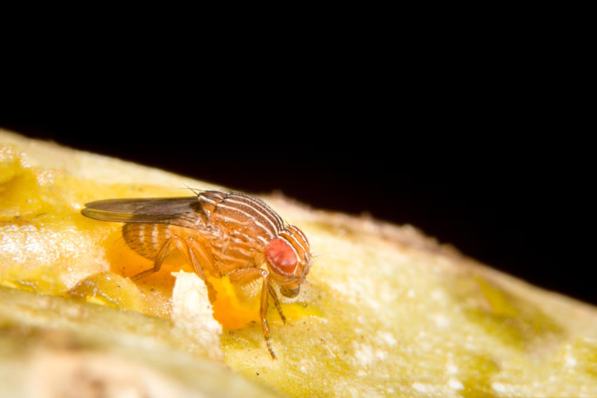 Investigadores identifican el gen timeless y su proceso de splicing alternativo como clave en la adaptación de la mosca de la fruta a las condiciones invernales.