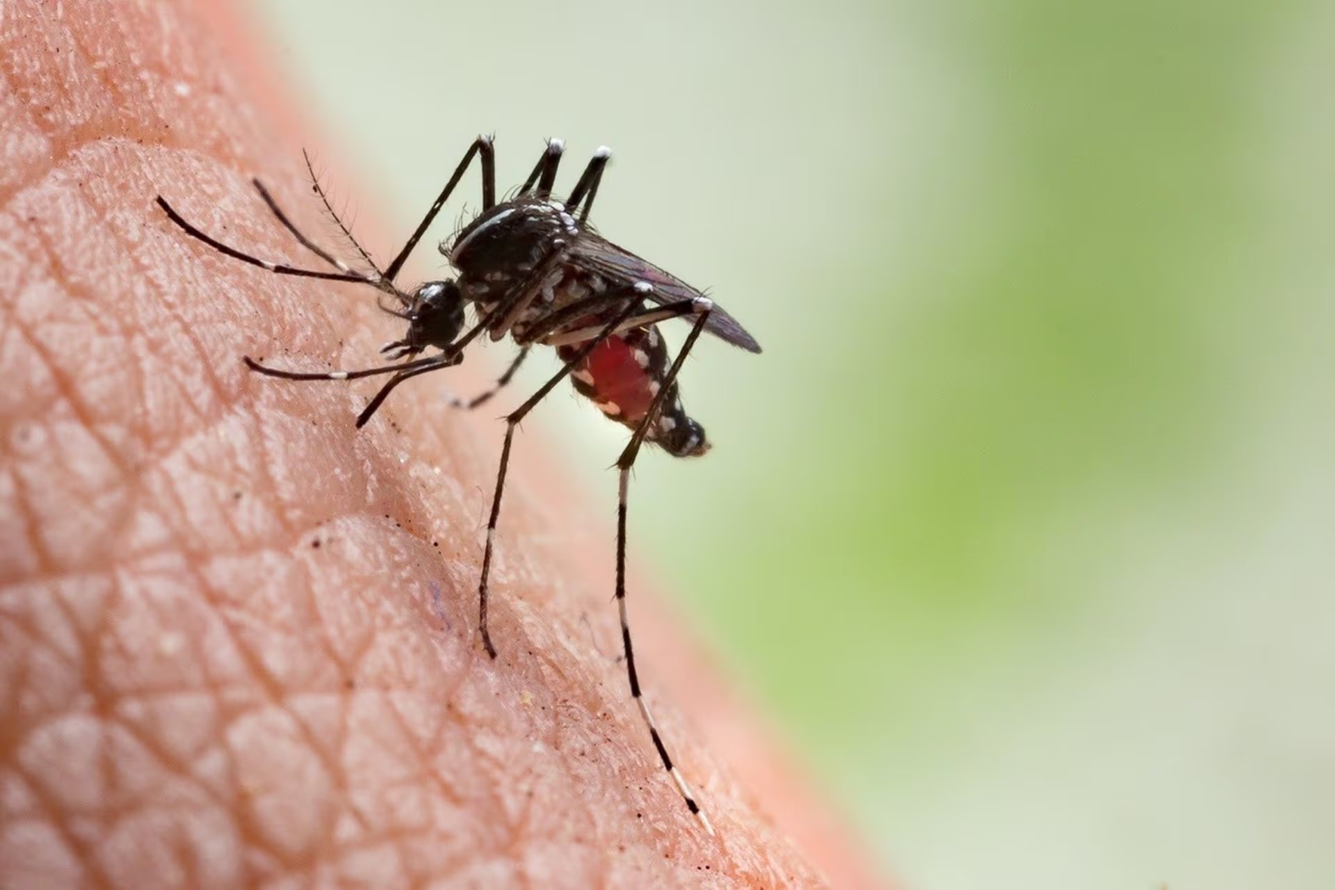 Los hallazgos abren la posibilidad de aplicar este conocimiento en el control de plagas y enfermedades transmitidas por insectos al manipular relojes biológicos.