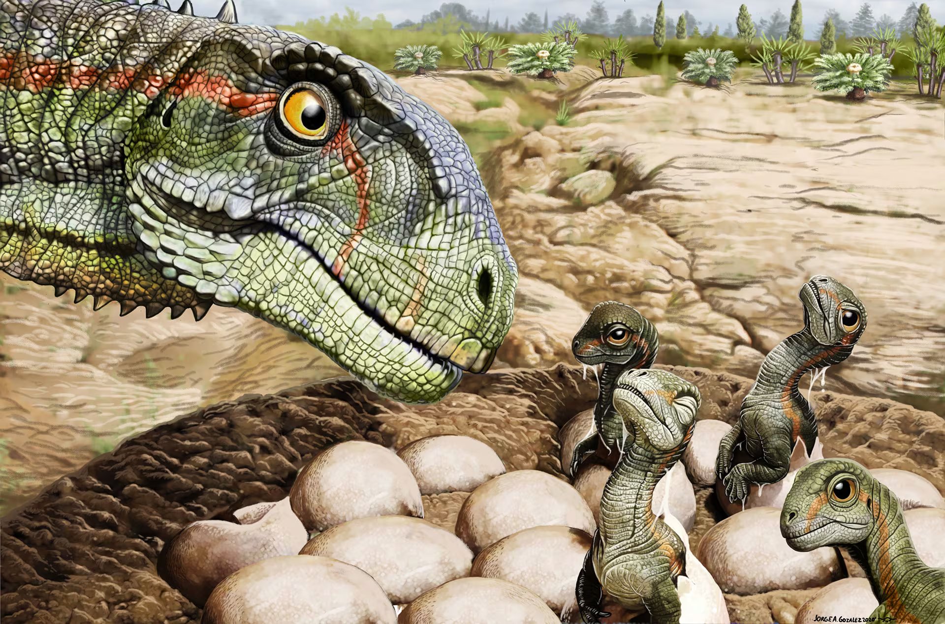 Los fósiles de Dry Mesa permitieron identificar al menos seis especies de saurópodos, entre ellas Diplodocus, Apatosaurus y Brachiosaurus (Jorge Gonzalez)