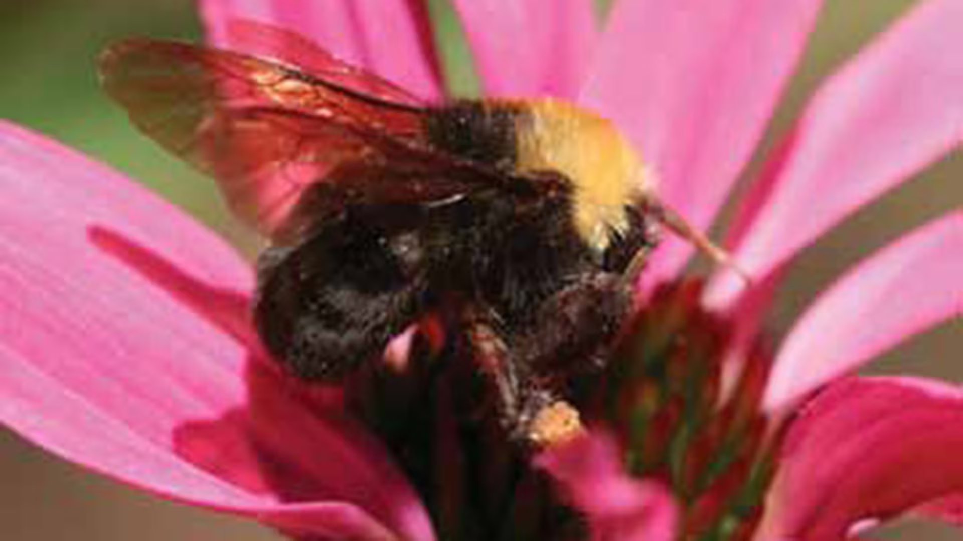 El experimento analizó 18 colonias de abejorros Bombus terrestris con líquidos dulces, amargos y salados para medir sus reacciones (James Strange USDA)