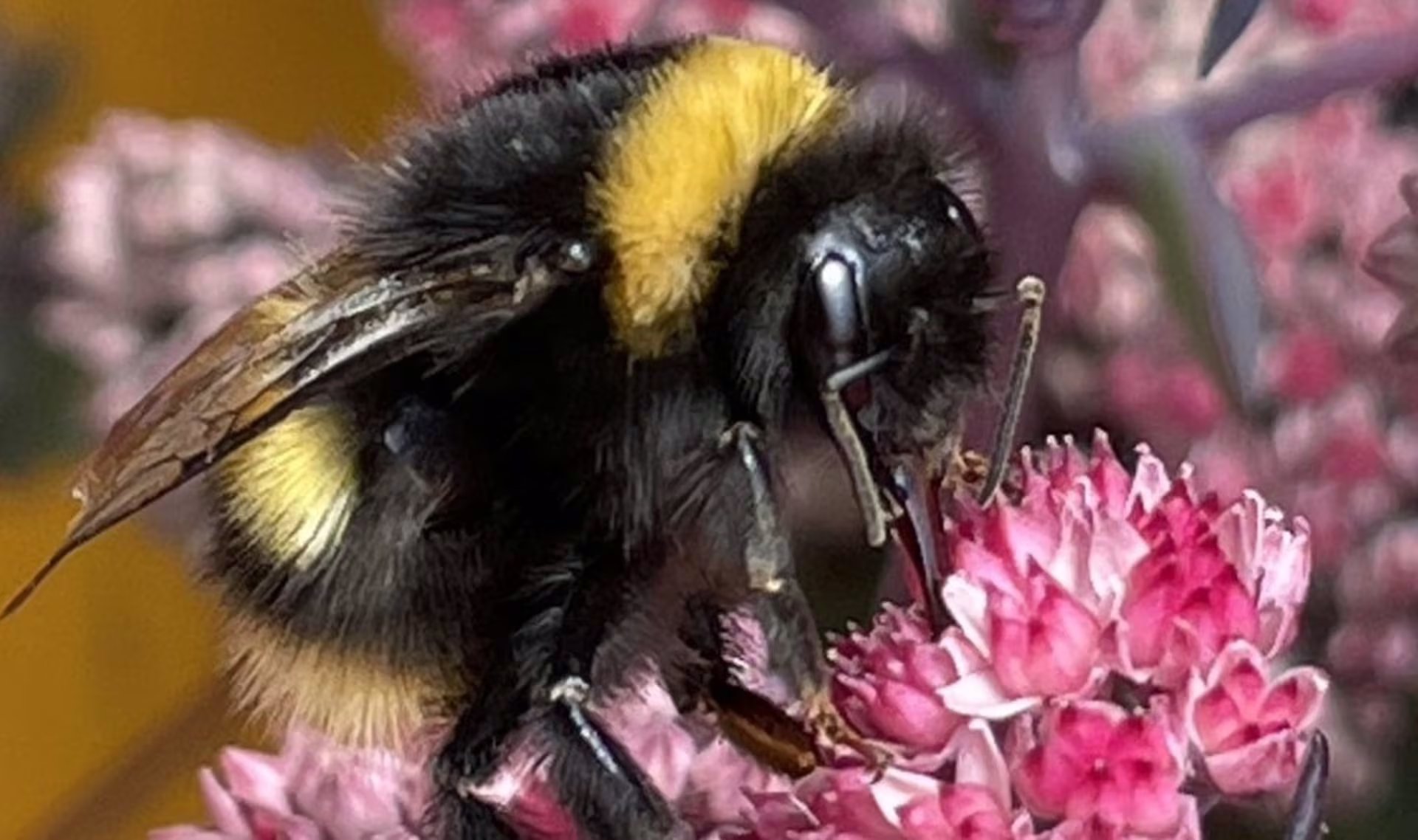 Andrew Barron afirmó que la organización del cerebro de los insectos no presenta grandes diferencias entre un abejorro y una mosca 
(POLITICA INVESTIGACIÓN Y TECNOLOGÍA
UNIVERSIDAD DE STIRLING)