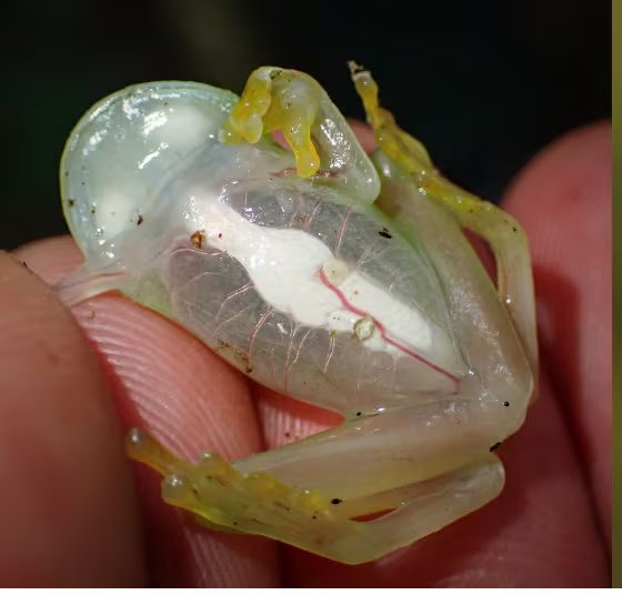 La expedición permitió observar una rana de cristal de Tatayó, una de las especies encontradas en el bosque panameño. Crédito: Hubert Szczygieł.