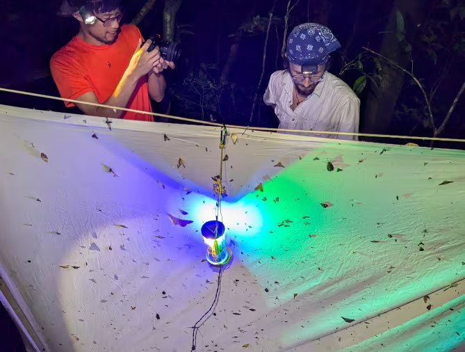Los investigadores combinaron sensores automatizados con sábanas iluminadas, el método tradicional utilizado para observar polillas y otros insectos nocturnos. Crédito: Andrew Quitmeyer.